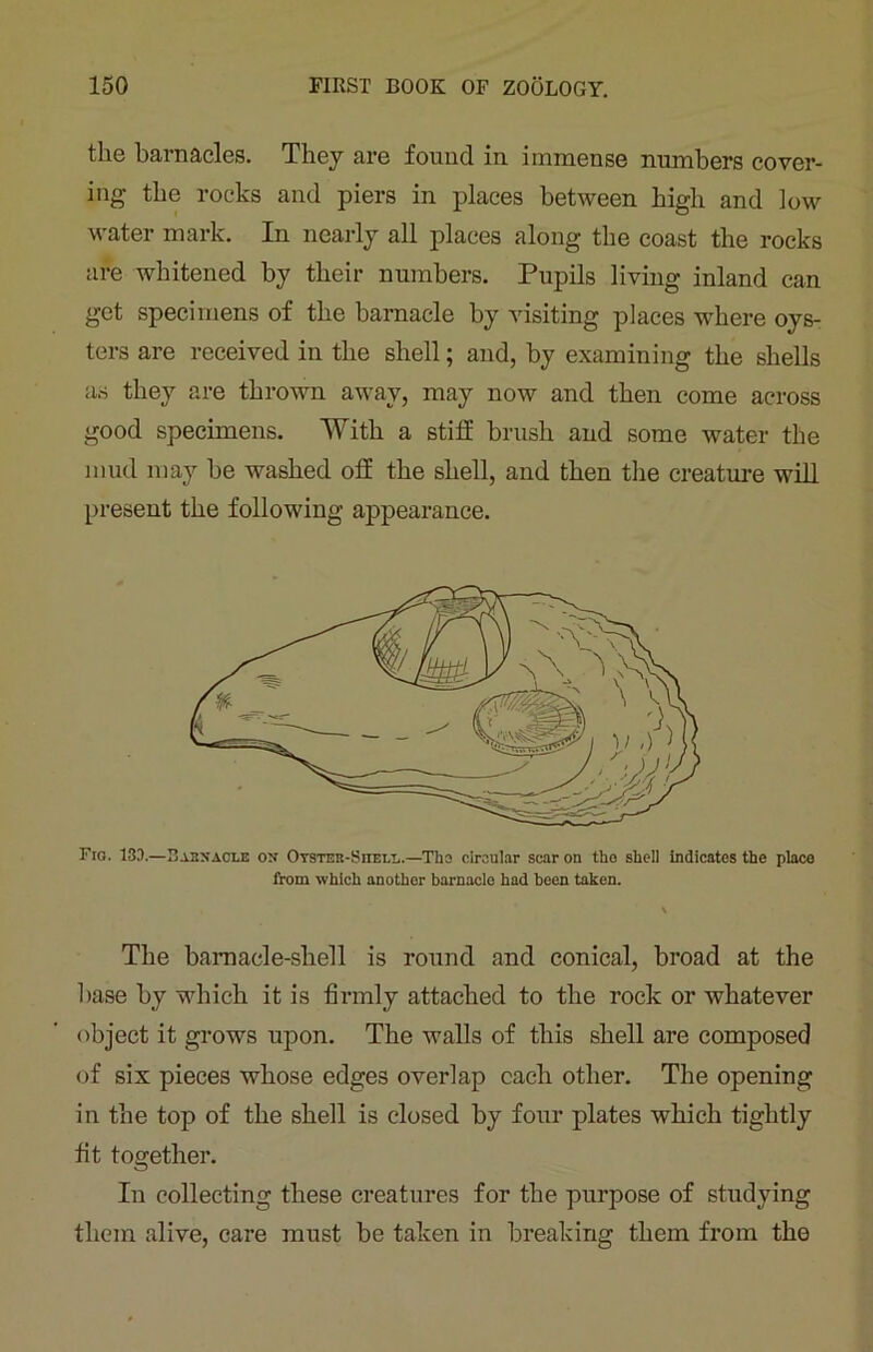the barnacles. They are found in immense numbers cover- ing the rocks and piers in places between high and low water mark. In nearly all places along the coast the rocks are whitened by their numbers. Pupils living inland can get specimens of the barnacle by visiting places -where oys- ters are received in the shell; and, by examining the shells as they are thrown away, may now and then come across good specimens. With a stiff brush and some water the mud may be washed off the shell, and then the creature will present the following appearance. Fig. 13.-).—Sabnacle on Otsteb-Siiell.—The circular scar on the shell indicates the place from which another barnacle had been taken. The barnacle-shell is round and conical, broad at the base by which it is firmly attached to the rock or whatever object it grows upon. The walls of this shell are composed of six pieces whose edges overlap each other. The opening in the top of the shell is closed by four plates which tightly fit together. In collecting these creatures for the purpose of studying them alive, care must be taken in breaking them from the