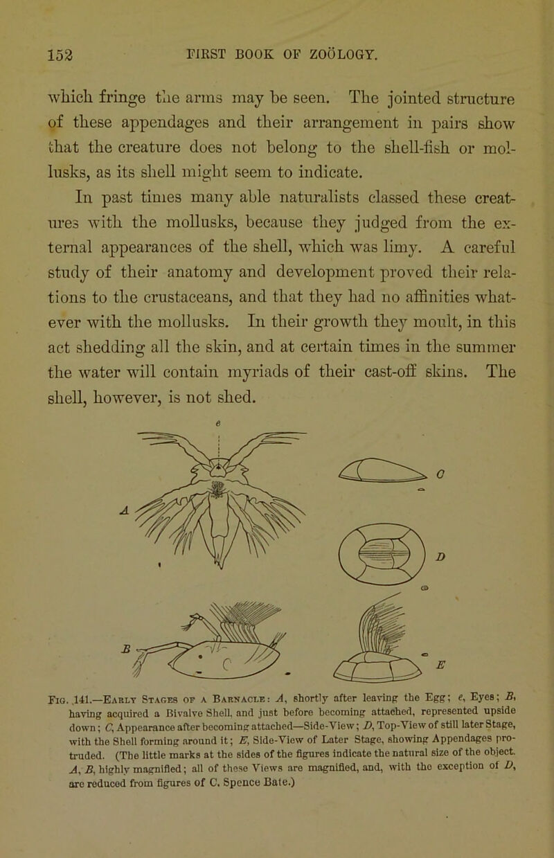 which fringe the arms may be seen. The jointed structure of these appendages and their arrangement in pairs show that the creature does not belong to the shell-fish or mol- lusks, as its shell might seem to indicate. In past times many able naturalists classed these creat- ures with the mollusks, because they judged from the ex- ternal appearances of the shell, which was limy. A careful study of their anatomy and development proved their rela- tions to the crustaceans, and that they had no affinities what- ever with the mollusks. In their growth they moult, in this act shedding all the skin, and at certain times in the summer the water will contain myriads of their cast-off skins. The shell, however, is not shed. Fig. .141.—Early Stages of a Barnacle: A, shortly after leaving the Egg; e, Eyes; B, having acquired a Bivalve Shell, and just before becoming attached, represented upside down; C, Appearance after becoming attached—Side-View; IK Top-View of still later Stage, with the Shell forming around it; E, Side-View of Later Stage, showing Appendages pro- truded. (The little marks at the sides of the figures indicate the natural size of the object A, By highly magnified; all of these Views are magnified, and, with the exception of V, are reduced from figures of C. Spence Bate.) e