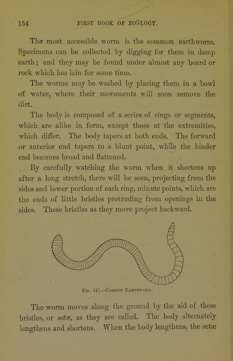 The most accessible worm is the common earthworm. Specimens can be collected by digging for them in damp earth; and they may be found under almost any board or rock which has lain for some time. The worms may be washed by placing them in a bowl of water, where their movements will soon remove the dirt. The body is composed of a series of rings or segments, which are alike in form, except those at the extremities, which differ. The body tapers at both ends. The forward or anterior end tapers to a blunt point, while the hinder end becomes broad and flattened. By carefully watching the worm when it shortens up after a long stretch, there will be seen, projecting from the sides and lower portion of each ring, minute points, which are the ends of little bristles protruding from openings in the sides. These bristles as they move project backward. The worm moves along the ground by the aid of these bristles, or setce, as they are called. The body alternately lengthens and shortens. When the body lengthens, the set®