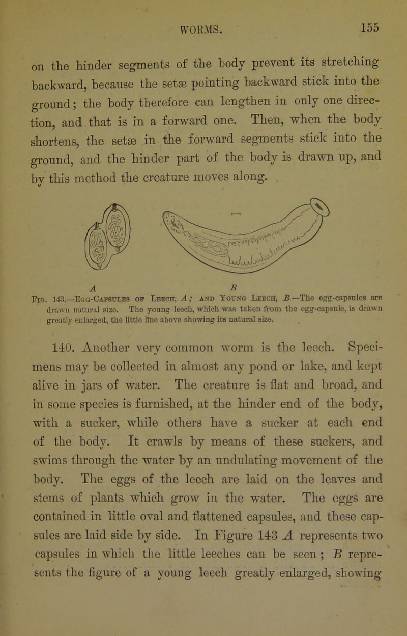 on the hinder segments of the body prevent its stretching backward, because the setse pointing backward stick into the ground; the body therefore can lengthen in only one direc- tion, and that is in a forward one. Then, when the body / » shortens, the setse in the forward segments stick into the ground, and the hinder part of the body is drawn up, and by this method the creature moves along. drawn natural size. The young leech, which was taken from the egg-capsule, is drawn greatly enlarged, the little Hue above showing its natural size. 1-10. Another very common worm is the leech. Speci- mens may be collected in almost any pond or lake, and kept alive in jars of water. The creature is flat and broad, and in some species is furnished, at the hinder end of the body, with a sucker, while others have a sucker at each end of the body. It crawls by means of these suckers, and swims through the water by an undulating movement of the body. The eggs of the leech are laid on the leaves and stems of plants which grow in the water. The eggs are contained in little oval and flattened capsules, and these cap- sules are laid side by side. In Figure 143 A represents two capsules in which the little leeches can be seen ; B repre- sents the figure of a young leech greatly enlarged, showing