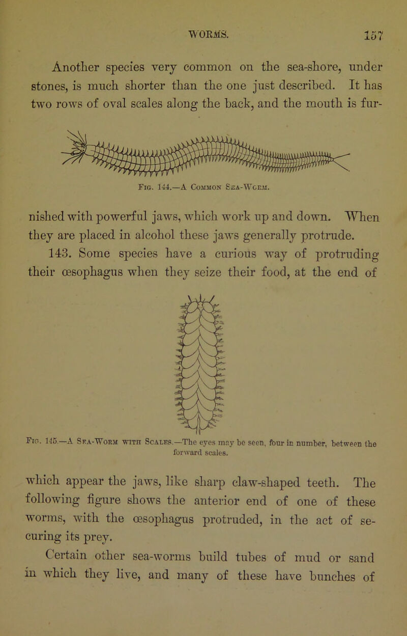 Another species very common on the sea-shore, under stones, is much shorter than the one just described. It has two rows of oval scales along the bach, and the mouth is fur- nished with powerful jaws, which work up and down. When they are placed in alcohol these jaws generally protrude. 143. Some species have a curious way of protruding their oesophagus when they seize their food, at the end of Fic-. 145—A Sea-Worm wmr Scales.—The eyes may be seen, four in number, between the forward scales. which appear the jaws, like sharp claw-shaped teeth. The following figure shows the anterior end of one of these worms, with the oesophagus protruded, in the act of se- curing its prey. Certain other sea-worms build tubes of mud or sand in which they live, and many of these have bunches of