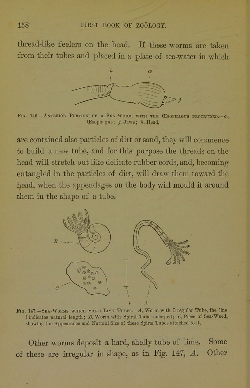 thread-like feelers on the head. If these worms are taken from their tubes and placed in a plate of sea-water in which Fig. 146.—Anterior Portion of a Sea-Worm, with the (Esophagus protruded. —®, (Esophagus; j. Jaws; A, Head, are contained also particles of dirt or sand, they will commence to build a new tube, and for this purpose the threads on the head will stretch out like delicate rubber cords, and, becoming entangled in the particles of dirt, will draw them toward the head, when the appendages on the body will mould it around them in the shape of a tube. Fig. 147.—Sea-Worms which make Limy Tubes.—A, Worm with Irregular Tube, the line Vindicates natural length; B, Worm with Spiral Tube enlarged; C, Piece of Sea-Weed, showing the Appearance and Natural Size of these Spiral Tubes attached to it. Other worms deposit a hard, shelly tube of lime. Some of these are irregular in shape, as in Fig. 147, A. Other h A