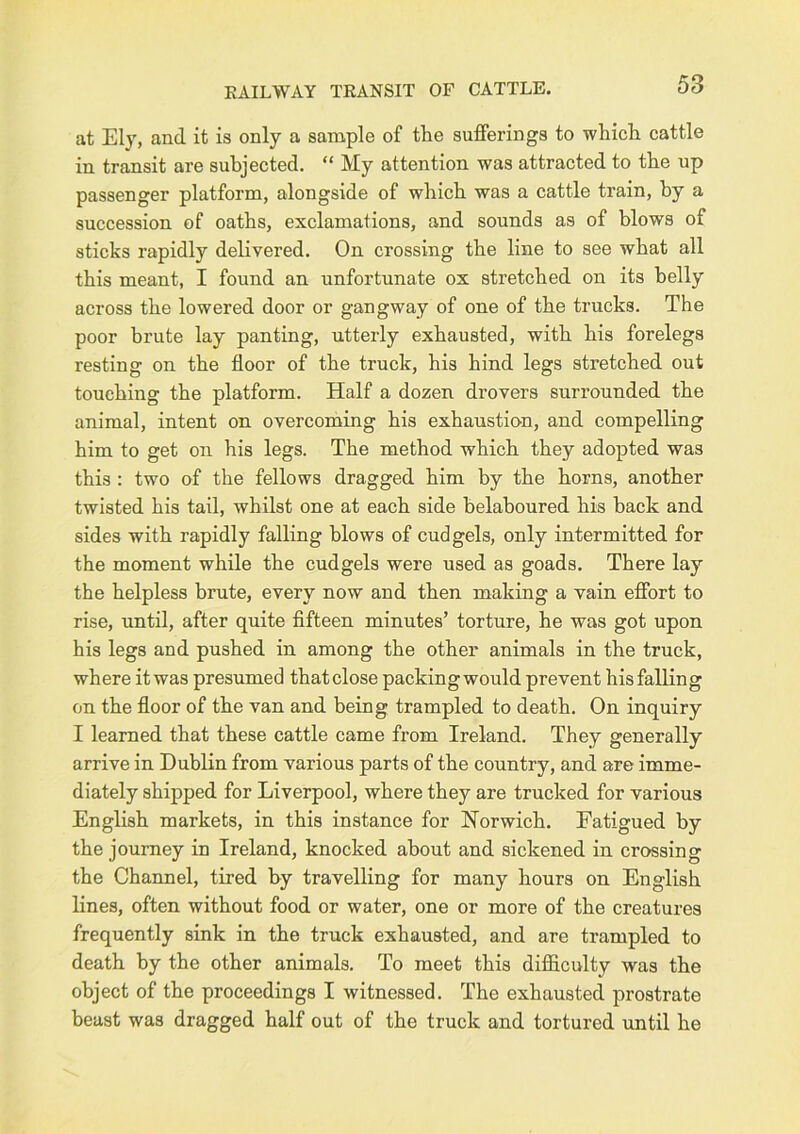 EAILWAY TEANSIT OF CATTLE. at Ely, and it is only a sample of the sufferings to which cattle in transit are subjected. “ My attention was attracted to the up passenger platform, alongside of which was a cattle train, by a succession of oaths, exclamations, and sounds as of blows of sticks rapidly delivered. On crossing the line to see what all this meant, I found an unfortunate ox stretched on its belly across the lowered door or gangway of one of the trucks. The poor brute lay panting, utterly exhausted, with his forelegs resting on the floor of the truck, his hind legs stretched out touching the platform. Half a dozen drovers surrounded the animal, intent on overcoming his exhaustion, and compelling him to get on his legs. The method which they adopted was this : two of the fellows dragged him by the horns, another twisted his tail, whilst one at each side belaboured his back and sides with rapidly falling blows of cudgels, only intermitted for the moment while the cudgels were used as goads. There lay the helpless brute, every now and then making a vain effort to rise, until, after quite fifteen minutes’ torture, he was got upon his legs and pushed in among the other animals in the truck, where itwas presumed thatclose packingwould prevent his falling on the floor of the van and being trampled to death. On inquiry I learned that these cattle came from Ireland. They generally arrive in Dublin from various parts of the country, and are imme- diately shipped for Liverpool, where they are trucked for various English markets, in this instance for Norwich. Fatigued by the journey in Ireland, knocked about and sickened in crossing the Channel, tired by travelling for many hours on English lines, often without food or water, one or more of the creatures frequently sink in the truck exhausted, and are trampled to death by the other animals. To meet this difiiculty was the object of the proceedings I witnessed. The exhausted prostrate beast was dragged half out of the truck and tortured until he