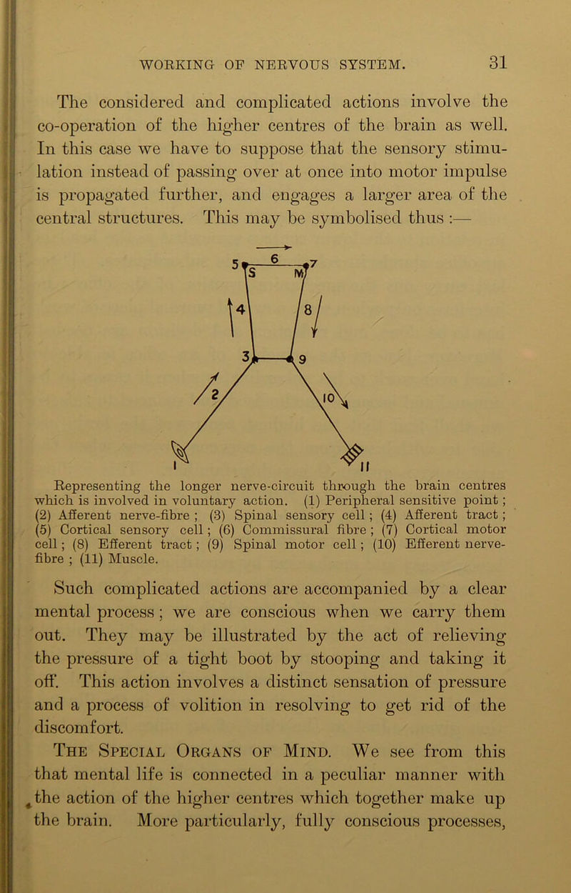 The considered and complicated actions involve the co-operation of the higher centres of the brain as well. In this case we have to suppose that the sensory stimu- lation instead of passing over at once into motor impulse is propagated further, and engages a larger area of the central structures. This may be symbolised thus :— Representing the longer nerve-circuit through the brain centres which is involved in voluntary action. (1) Peripheral sensitive point; (2) Afferent nerve-fibre ; (3) Spinal sensory cell; (4) Afferent tract; (5) Cortical sensory cell; (6) Commissural fibre ; (7) Cortical motor cell; (8) Efferent tract; (9) Spinal motor cell; (10) Efferent nerve- fibre ; (11) Muscle. Such complicated actions are accompanied by a clear mental process; we are conscious when we carry them out. They may be illustrated by the act of relieving the pressure of a tight boot by stooping and taking it off. This action involves a distinct sensation of pressure and a process of volition in resolving to get rid of the discomfort. The Special Organs of Mind. We see from this that mental life is connected in a peculiar manner with ^the action of the higher centres which together make up the brain. More particularly, fully conscious processes,
