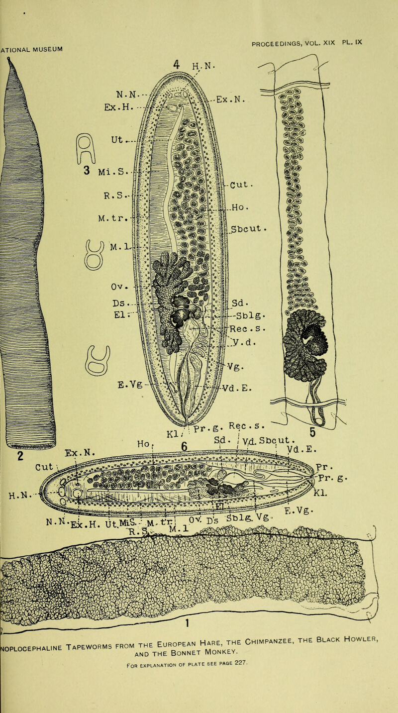 MOPLOCE PH ALINE TAPEWORMS from the European Hare, the Chimpanzee, the and the Bonnet Monkey. Black Howler, OF PLATE SEE PAGE 227. For explanation