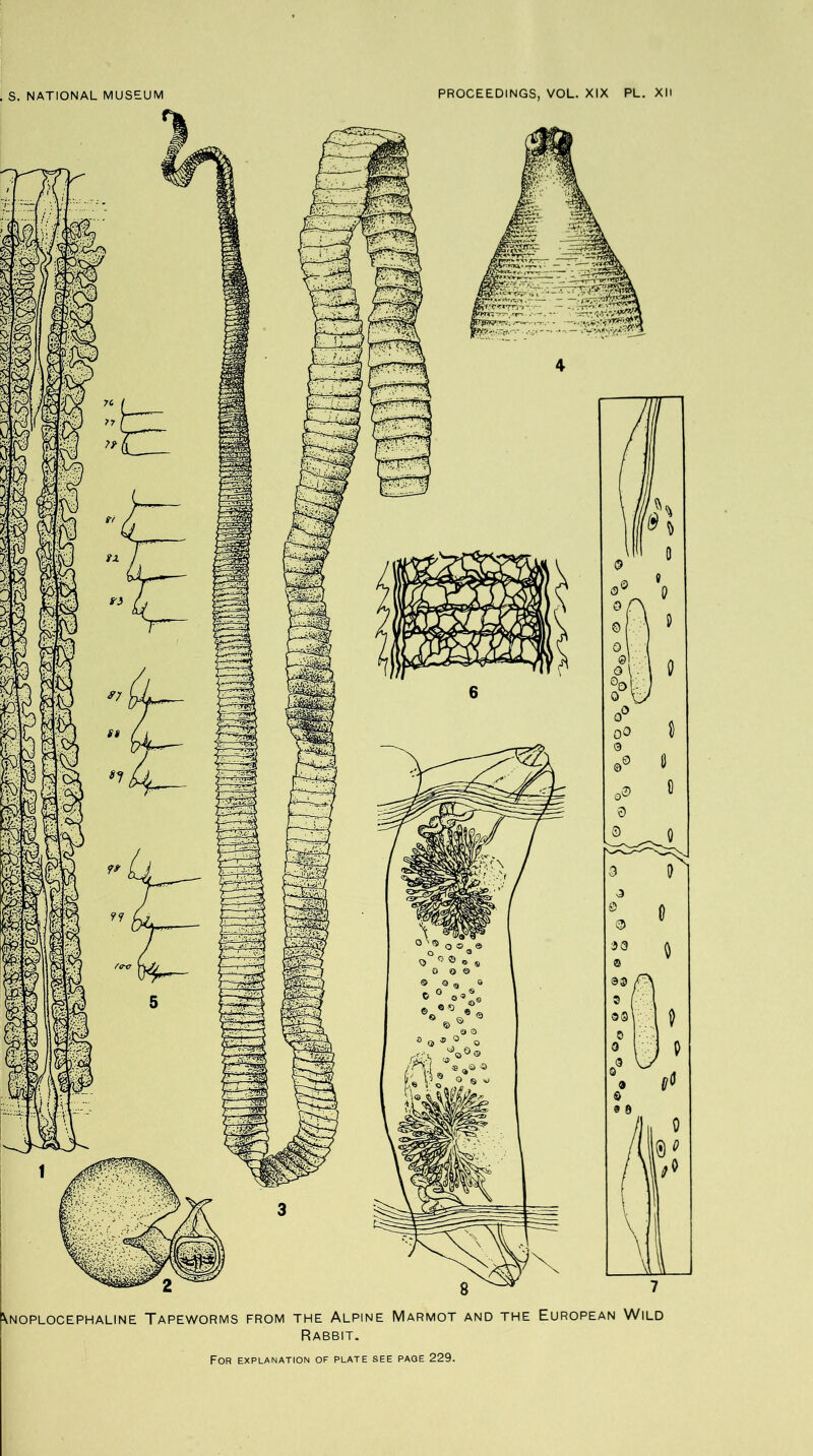 ^NOPLOCE PH ALINE TAPEWORMS FROM THE ALPINE MARMOT AND THE EUROPEAN WILD Rabbit.