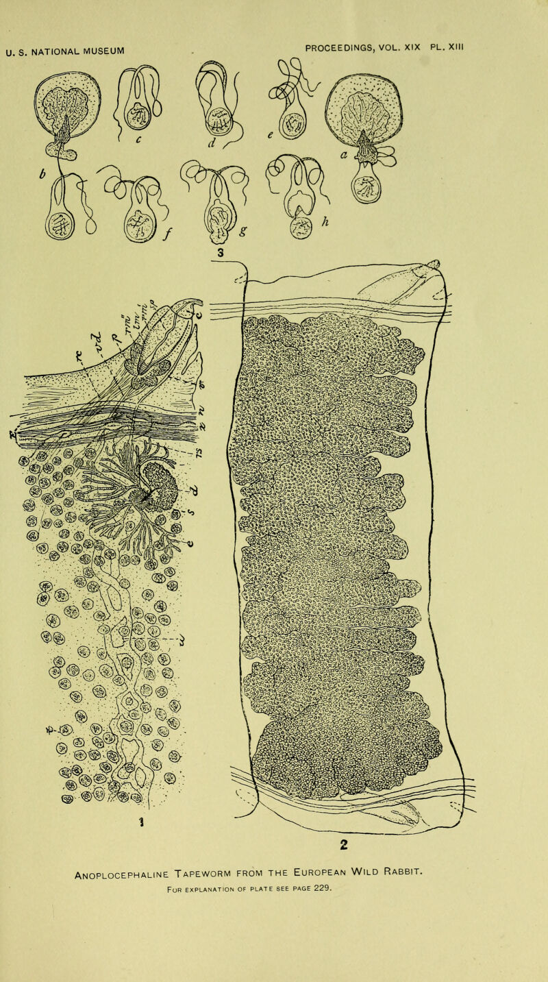 s. NATIONAL MUSEUM PROCEEDINGS, VOL. XIX PL. XIII 2 Anoplocephaline Tapeworm from the European Wild Rabbit.