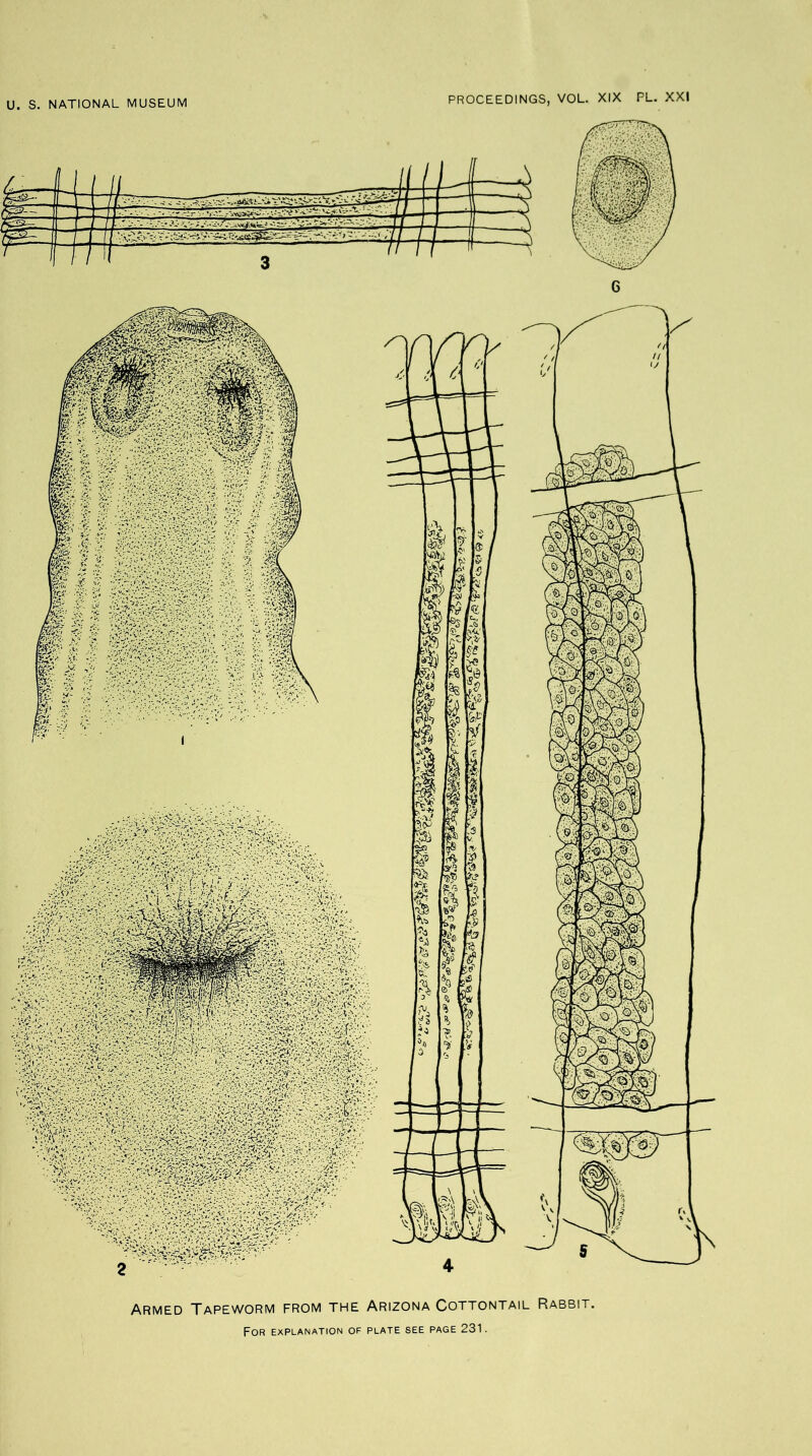 Armed Tapeworm from the Arizona Cottontail Rabbit.