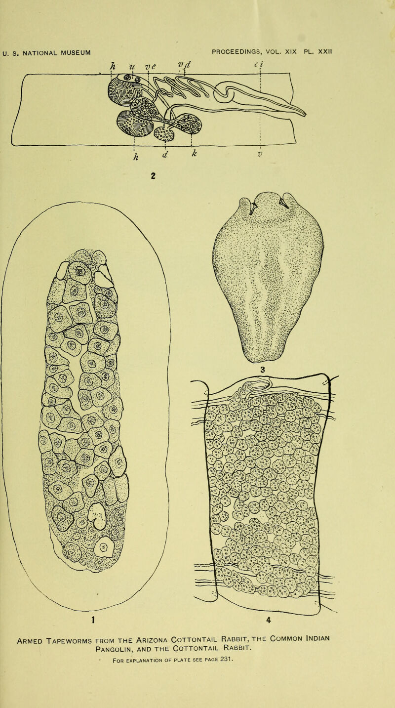 Armed Tapeworms from the Arizona Cottontail Rabbit, the Common Indian Pangolin, and the Cottontail Rabbit.