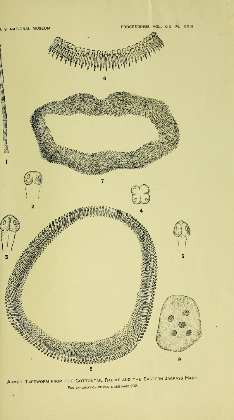 S. NATIONAL MUSEUM PROCEEDINGS, VOL. XIX PL. XXIII Armed Tapeworm from the Cottontail Rabbit and the Eastern Jackass Hare.