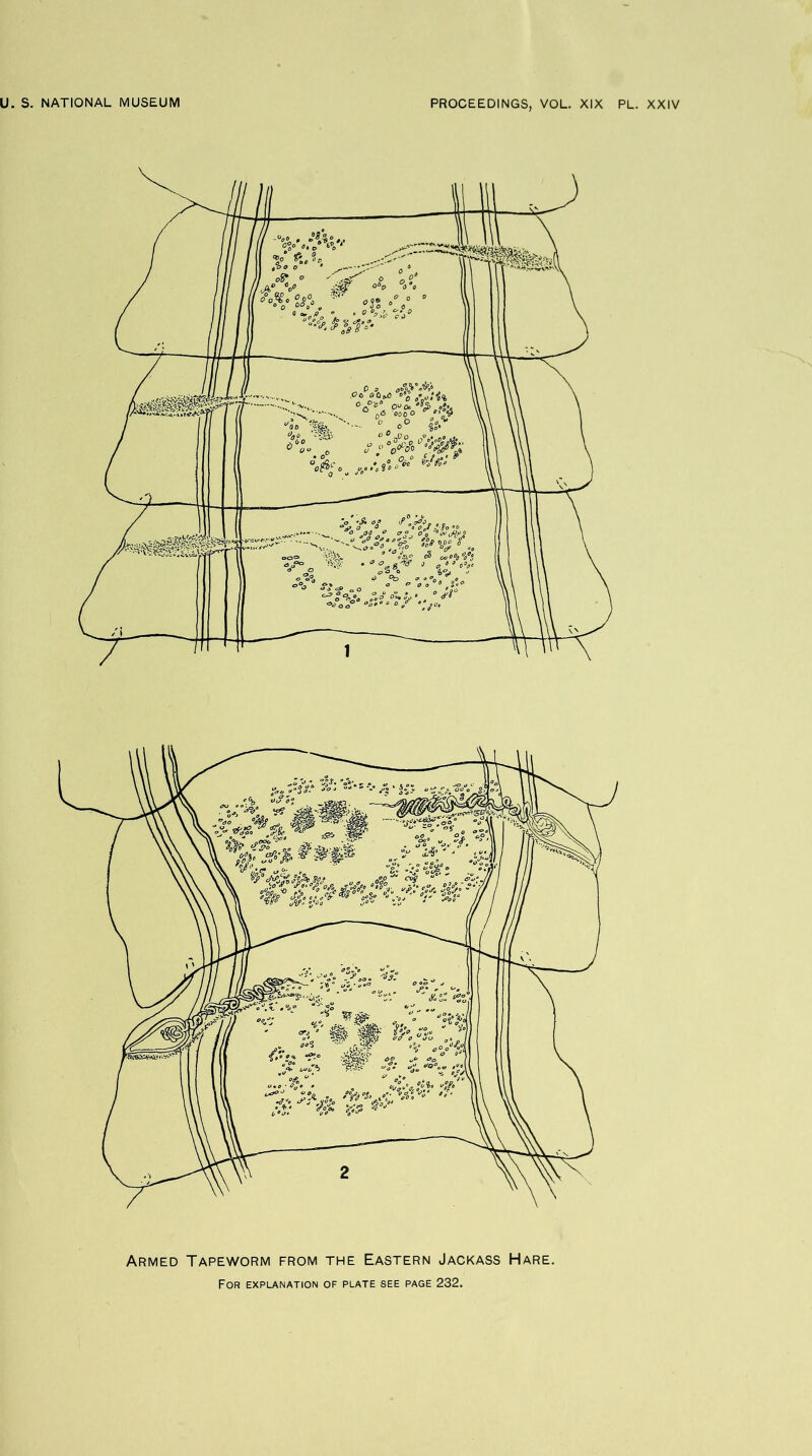 Armed Tapeworm from the Eastern Jackass Hare.