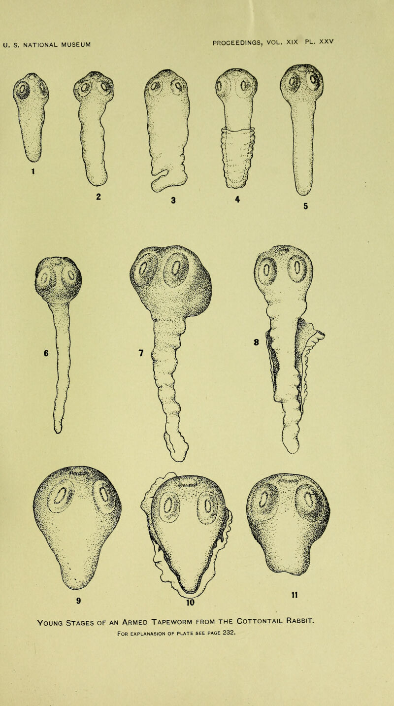 Young Stages of an Armed Tapeworm from the Cottontail Rabbit.