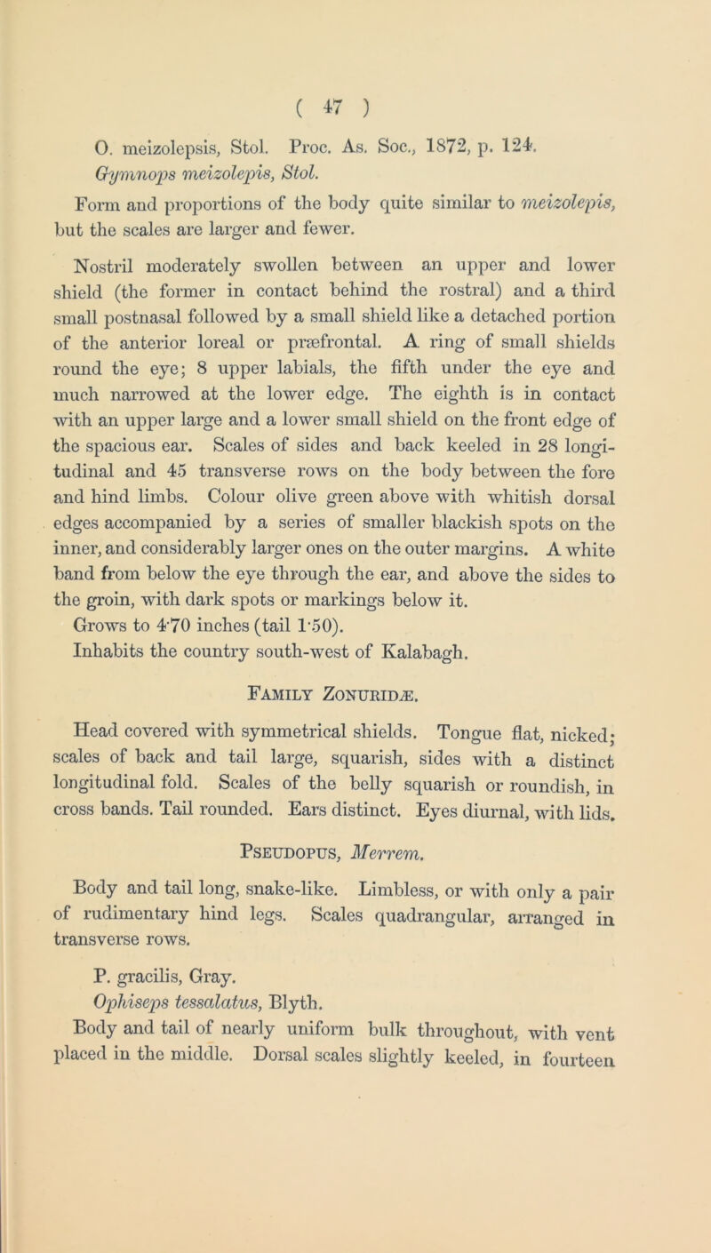 ( ^7 ) O. meizolepsis, Stol. Proc. As. Soc., 1872, p. 124. Gymnops meizolepis, Stol. Form and proportions of the body quite similar to meizolepis, but the scales are larger and fewer. Nostril moderately swollen between an upper and lower shield (the former in contact behind the rostral) and a third small postnasal followed by a small shield like a detached portion of the anterior loreal or prsefrontal. A ring of small shields round the eye; 8 upper labials, the fifth under the eye and much narrowed at the lower edge. The eighth is in contact with an upper large and a lower small shield on the front edge of the spacious ear. Scales of sides and back keeled in 28 longi- tudinal and 45 transverse rows on the body between the fore and hind limbs. Colour olive green above with whitish dorsal edges accompanied by a series of smaller blackish spots on the inner, and considerably larger ones on the outer margins. A white band from below the eye through the ear, and above the sides to the groin, with dark spots or markings below it. Grows to 4’70 inches (tail 1’50). Inhabits the country south-west of Kalabagh. Family Zonurid^. Head covered with symmetrical shields. Tongue flat, nicked; scales of back and tail large, squarish, sides with a distinct longitudinal fold. Scales of the belly squarish or roundish, in cross bands. Tail rounded. Ears distinct. Eyes diurnal, with lids. Pseudopus, Merrem. Body and tail long, snake-like. Limbless, or with only a pair of rudimentary hind legs. Scales quadrangular, aiTanged in transverse rows. P. gracilis. Gray. Ophiseps tessalatus, Blyth. Body and tail of nearly uniform bulk throughout, with vent placed in the middle. Dorsal scales slightly keeled, in fourteen