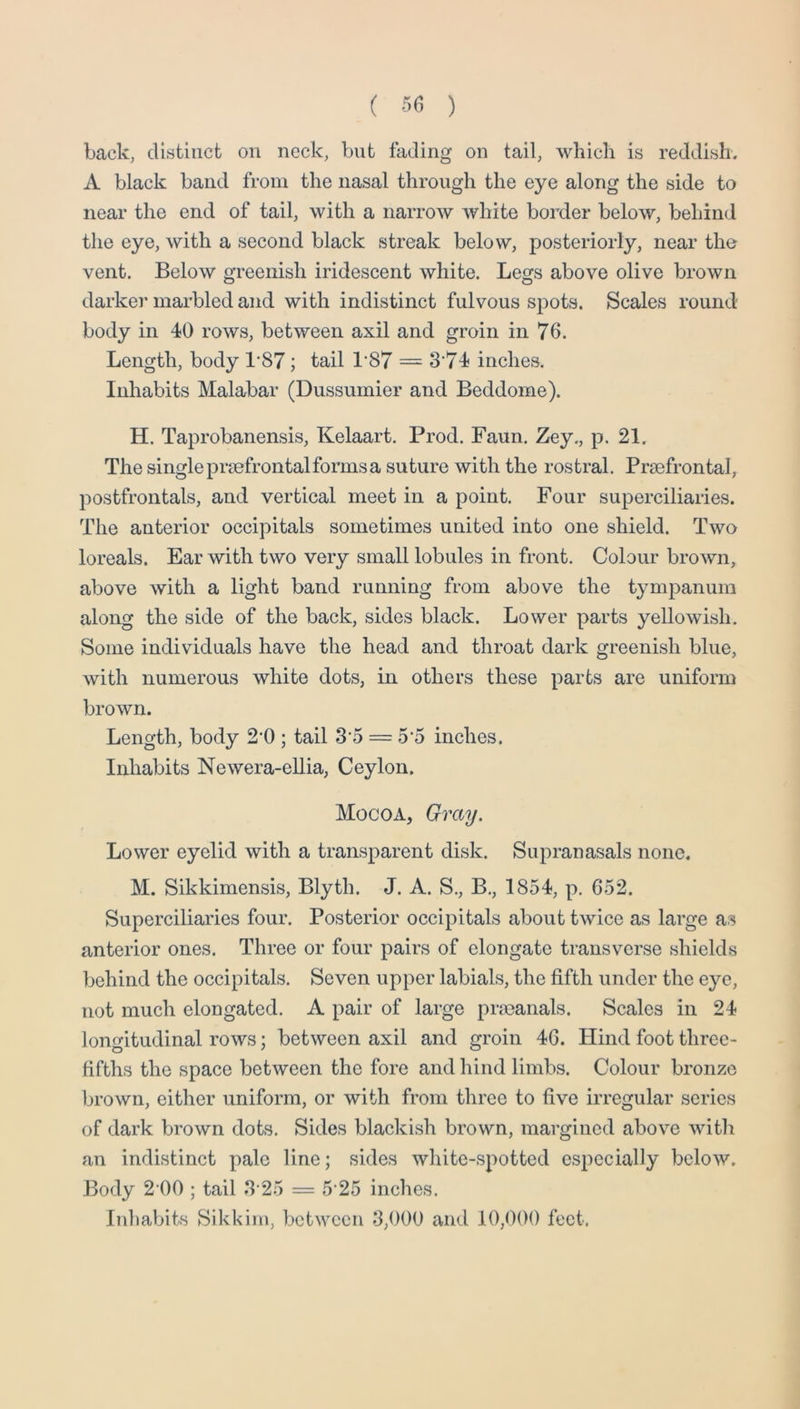 ( 50 ) back, distinct on neck, but fading on tail, which is reddish. A black band from the nasal through the eye along the side to near the end of tail, with a narrow white border below, behind the eye, with a second black streak below, posteriorly, near the vent. Below greenish iridescent white. Legs above olive brown darker marbled and with indistinct fulvous spots. Scales round body in 40 rows, between axil and groin in 76. Length, body 1’87; tail 1*87 = 3’74 inches. Inhabits Malabar (Dussumier and Beddome). H. Taprobanensis, Kelaart. Prod. Faun. Zey., p. 21. The single prsefrontalforms a suture with the rostral. Prsefrontal, postfrontals, and vertical meet in a point. Four superciliaries. The anterior occipitals sometimes united into one shield. Two loreals. Ear with two very small lobules in front. Colour brown, above with a light band running from above the tympanum along the side of the back, sides black. Lower parts yellowish. Some individuals have the head and throat dark greenish blue, with numerous white dots, in others these parts are uniform brown. Length, body 2*0 ; tail 3*5 = 5*5 inches. Inhabits Newera-ellia, Ceylon. Mocoa, Gmy. Lower eyelid with a transparent disk. Supranasals none, M. Sikkimensis, Blyth. J. A. S., B., 1854, p. 652. Superciliaries four. Posterior occipitals about twice as large as anterior ones. Three or four pairs of elongate transverse shields behind the occipitals. Seven upper labials, the fifth under the eye, not much elongated. A pair of large prmanals. Scales in 24 longitudinal rows; between axil and groin 46. Hind foot three- fifths the space between the fore and hind limbs. Colour bronze brown, either uniform, or with from three to five irregular series of dark brown dots. Sides blackish brown, margined above with an indistinct pale line; sides white-spotted especially below. Body 2*00 ; tail 3*25 = 5*25 inches. Inhabits Sikkim, between 3,000 and 10,000 feet.