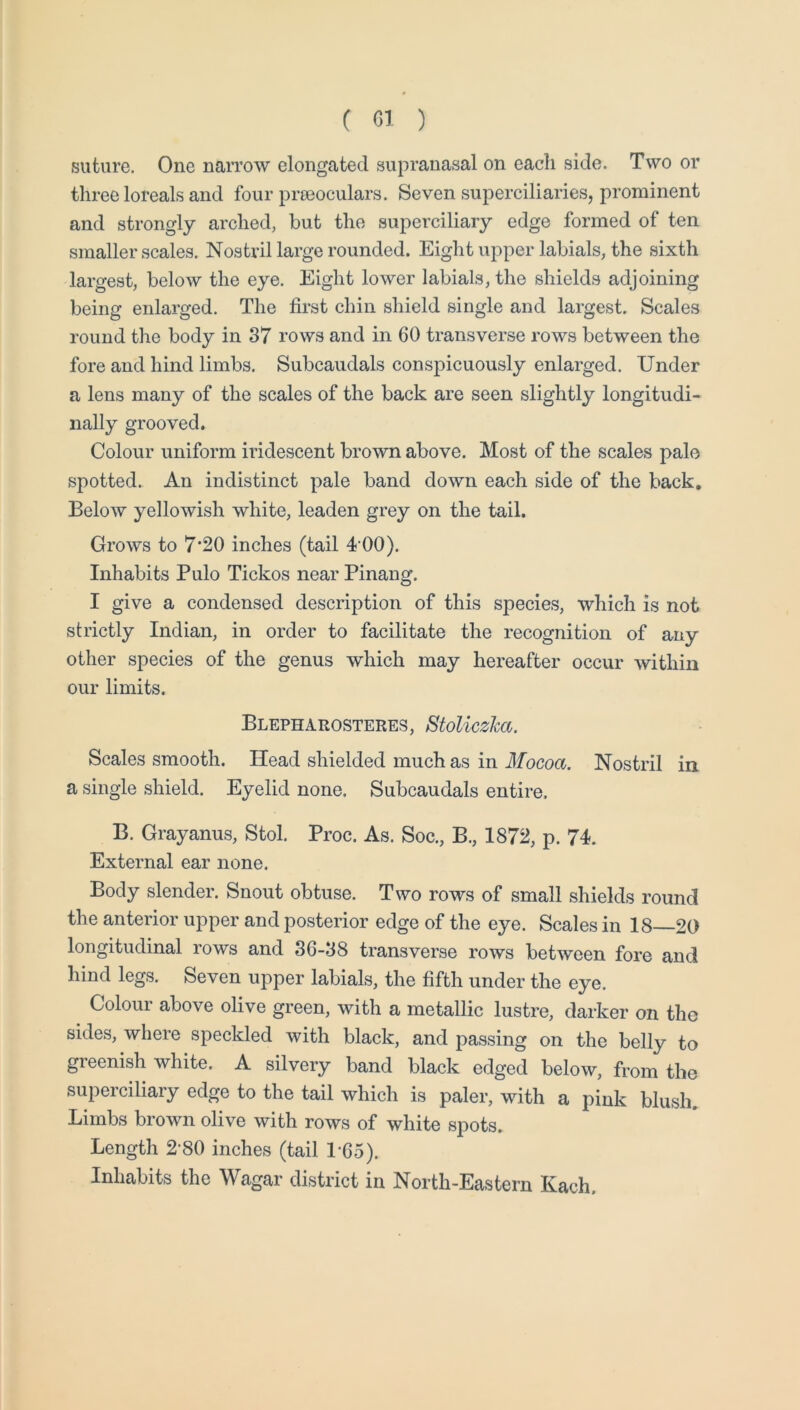 suture. One narrow elongated supranasal on each side. Two or three loreals and four preeoculars. Seven superciliaries, prominent and strongly arched, but the superciliary edge formed of ten smaller scales. Nostril large rounded. Eight upper labials, the sixth largest, below the eye. Eight lower labials, the shields adjoining being enlarged. The first chin shield single and largest. Scales round the body in 37 rows and in 60 transverse rows between the fore and hind limbs. Subcaudals conspicuously enlarged. Under a lens many of the scales of the back are seen slightly longitudi- nally grooved. Colour uniform iridescent brown above. Most of the scales pale spotted. An indistinct pale band down each side of the back. Below yellowish white, leaden grey on the tail. Grows to 7’20 inches (tail 4'00). Inhabits Pulo Tickos near Pinang. I give a condensed description of this species, which is not strictly Indian, in order to facilitate the recognition of any other species of the genus which may hereafter occur within our limits. Blepharosteres, Stoliczha. Scales smooth. Head shielded much as in ilfoccxx. Nostril in a single shield. Eyelid none. Subcaudals entire. B. Grayanus, Stol. Proc. As. Soc., B., 1872, p. 74. External ear none. Body slender. Snout obtuse. Two rows of small shields round the anterior upper and posterior edge of the eye. Scales in 18—20 longitudinal rows and 36-38 transverse rows between fore and hind legs. Seven upper labials, the fifth under the eye. Colour above olive green, with a metallic lustre, darker on the sides, where speckled with black, and passing on the belly to greenish white. A silvery band black edged below, from the superciliary edge to the tail which is paler, with a pink blush. Limbs brown olive with rows of white spots. Length 2-80 inches (tail 1-65). Inhabits the Wagar district in North-Eastern Each.