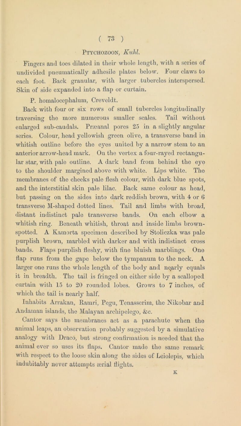 Ptychozoon, Kuhl. Fino'ers and toes dilated in their whole length, with a series of undivided pneumatically adhesile plates below. lour claws to each foot. Back granular, with larger tubercles interspersed. Skin of side expanded into a flap or curtain. P. homalocephalum, Creveldt. Back with four or six rows of small tubercles longitudinally traversinsf the more numerous smaller scales. Tail without enlarged sub-caudals. Prmanal pores 25 in a slightly angular- series, Colour, head yellowish green olive, a transverse band in whitish outline before the eyes united by a narrow stem to an anterior arrow-head mark. On the vertex a four-rayed rectangu- lar star, with pale outline. A dark band from behind the eye to the shoulder margined above with white. Lips white. The membranes of the cheeks pale flesh colour, with dark blue spots, and the interstitial skin pale lilac. Back same colour as head, but passing on the sides into dark reddish brown, with 4 or 6 transverse M-shaped dotted lines. Tail and limbs with broad, distant indistinct pale transverse bands. On each elbow a whitish ring. Beneath whitish, throat and inside limbs brown- spotted. A Kamorta specimen described by Stoliczka was pale purplish brown, marbled with darker and with indistinct cross bands. Flaps purplish fleshy, with fine bluish marblings. One flap runs from the gape below the tympanum to the neck. A larger one runs the whole length of the body and nearly equals it in breadth. The tail is fringed on either side by a scalloped curtain with 15 to 20 rounded lobes. Grows to 7 inches, of which the tail is nearly half. Inhabits Arrakan, Rarnri, Pegu, Tenasserim, the Nikobar and Andaman islands, the Malayan archipelego, &c. Cantor says the membranes act as a parachute when the animal leaps, an observation probably suggested by a simulative analogy with Draco, but strong confirmation is needed that the animal ever so uses its flaps. Cantor made the same remark with respect to the loose skin along the sides of Leiolepis, which indubitably never attempts lerial flights. K