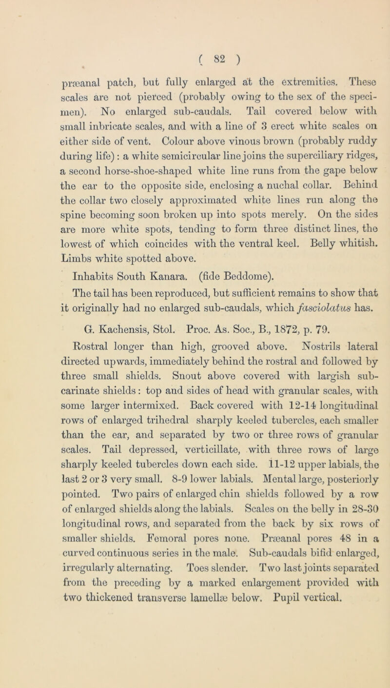 prjeanal patch, but fully enlarged at the extremities. These scales are not pierced (probably owing to the sex of the speci- men). No enlarged sub-caudals. Tail covered below with small lubricate scales, and with a line of 3 erect white scales on either side of vent. Colour above vinous brown (probably ruddy during life): a white semicircular line joins the superciliary ridges, a second horse-shoe-shaped white line runs from the gape below the ear to the opposite side, enclosing a nuchal collar. Behind the collar two closely approximated white lines run along the spine becoming soon broken up into spots merely. On the sides are more white spots, tending to form three distinct lines, the lowest of which coincides with the ventral keel. Belly whitish. Limbs white spotted above. Inhabits South Kanara. (fide Beddome). The tail has been reproduced, but sufficient remains to show that it originally had no enlarged sub-caudals, which fasciolatus has. G. Kachensis, Stol. Proc. As. Soc., B., 1872, p. 79. Bostral longer than high, grooved above. Nostrils lateral directed upwards, immediately behind the rostral and followed by three small shields. Snout above covered with largish sub- carinate shields: top and sides of head with granular scales, with some larger intermixed. Back covered with 12-14 longitudinal rows of enlarged trihedral sharply keeled tubercles, each smaller than the ear, and separated by two or three rows of granular scales. Tail depressed, verticillate, with three rows of large sharply keeled tubercles down each side. 11-12 upper labials, the last 2 or 3 very small. 8-9 lower labials. Mental large, posteriorly pointed. Two pairs of enlarged chin shields followed by a row of enlarged shields along the labials. Scales on the belly in 28-30 longitudinal rows, and separated from the back by six rows of smaller shields. Femoral pores none. Prmanal pores 48 in a curved continuous series in the male. Sub-caudals bifid enlarged, irregularly alternating. Toes slender. Two last joints separated from the preceding by a marked enlargement provided wdth two thickened transverse lamellse below. Pupil vertical.