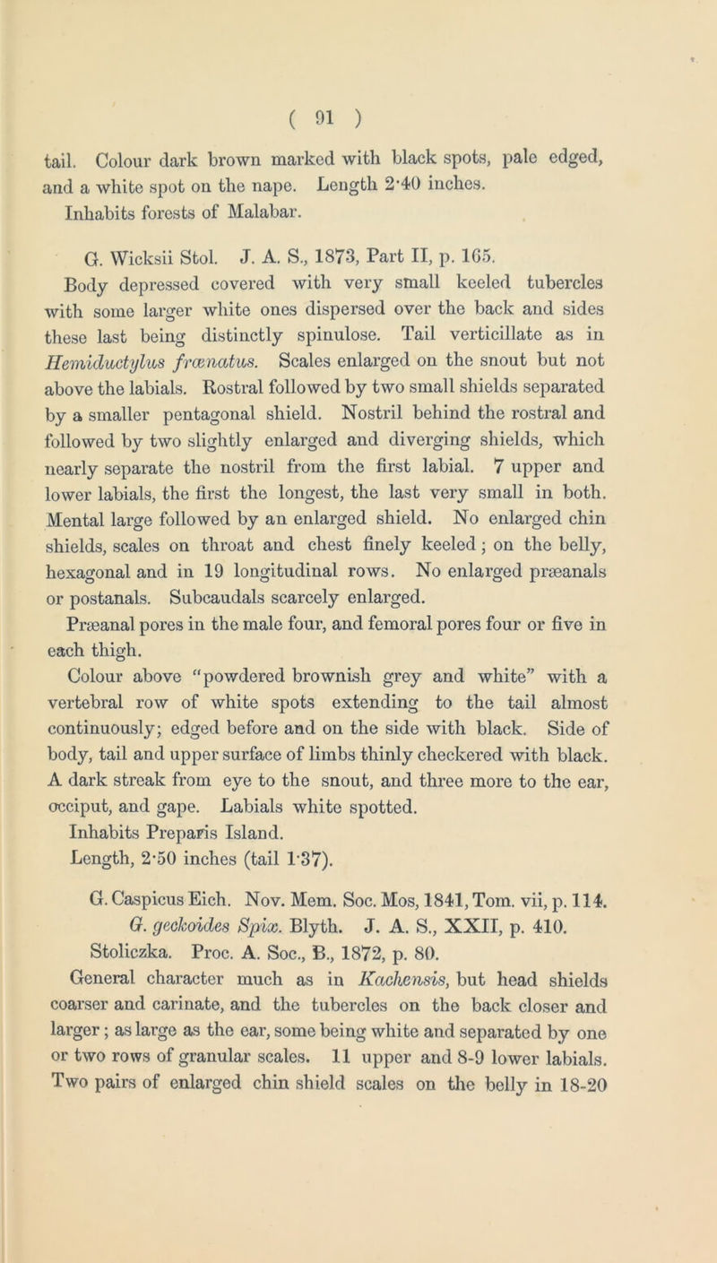 ( 01 ) tail. Colour dark brown marked with black spots, pale edged, and a white spot on the nape. Length 2*40 inches. Inhabits forests of Malabar. G. Wicksii Stol. J. A. S., 1873, Part II, p, 1G5. Body depressed covered with very small keeled tubercles with some larger white ones dispersed over the back and sides these last being distinctly spinulose. Tail verticillate as in Ilemiductylus frcenatm. Scales enlarged on the snout but not above the labials. Rostral followed by two small shields separated by a smaller pentagonal shield. Nostril behind the rostral and followed by two slightly enlarged and diverging shields, which nearly separate the nostril from the first labial. 7 upper and lower labials, the first the longest, the last very small in both. Mental large followed by an enlarged shield. No enlarged chin shields, scales on throat and chest finely keeled; on the belly, hexagonal and in 19 longitudinal rows. No enlarged praeanals or postanals. Subcaudals scarcely enlarged. Prgeanal pores in the male four, and femoral pores four or five in each thigh. Colour above “powdered brownish grey and white” with a vertebral row of white spots extending to the tail almost continuously; edged before and on the side with black. Side of body, tail and upper surface of limbs thinly checkered with black. A dark streak from eye to the snout, and three more to the ear, occiput, and gape. Labials white spotted. Inhabits Preparis Island. Length, 2*50 inches (tail 1*37). G. Caspicus Eich. Nov. Mem. Soc. Mos, 1841, Tom. vii, p. 114. 0. geckoides Spix. Blyth. J. A. S., XXII, p. 410. Stoliczka. Proc. A. Soc., B., 1872, p. 80. General character much as in Kachensis, but head shields coarser and carinate, and the tubercles on the back closer and larger; as large as the ear, some being white and separated by one or two rows of granular scales. 11 upper and 8-9 lower labials. Two pairs of enlarged chin shield scales on the belly in 18-20