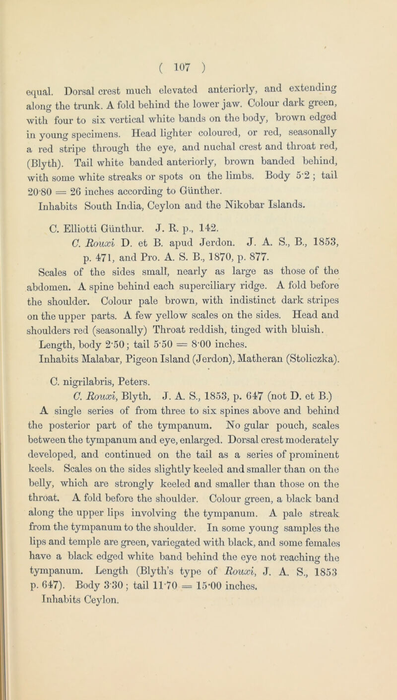 equal. Dorsal crest much elevated anteriorly, and extending along the trunk. A fold behind the lower jaw. Colour dark gieen, with four to six vertical white bands on the body, brown edged in young specimens. Head lighter coloured, or red, seasonally a red stripe through the eye, and nuchal crest and throat red, (Blyth). Tail white banded anteriorly, brown banded behind, with some white streaks or spots on the limbs. Body 5‘2 ; tail 20-80 = 2G inches according to Gunther. Inhabits South India, Ceylon and the Nikobar Islands. a Elliotti Giinthur. J. R p., 142. 0. Roiixi D. et B. apud Jerdon. J. A. S., B., 1853, p. 471, and Pro. A. S. B,, 1870, p. 877. Scales of the sides small, nearly as large as those of the abdomen. A spine behind each superciliary ridge. A fold before the shoulder. Colour pale brown, with indistinct dark stripes on the upper parts. A few yellow scales on the sides. Head and shoulders red (seasonally) Throat reddish, tinged with bluish. Length, body 2*50; tail 5'50 = 8'00 inches. Inhabits Malabar, Pigeon Island (Jerdon), Matheran (Stoliczka). C. nigi-ilabris, Peters. C. Rouxi, Blyth. J. A. S., 1853, p. 647 (not D. et B.) A single series of from three to six spines above and behind the posterior part of the tympanum. No gular pouch, scales between the tympanum and eye, enlarged. Dorsal crest moderately developed, and continued on the tail as a series of prominent keels. Scales on the sides slightly keeled and smaller than on the belly, which are strongly keeled and smaller than those on the throat. A fold before the shoulder. Colour green, a black band along the upper lips involving the tympanum. A pale streak from the tympanum to the shoulder. In some young samples the lips and temple are green, variegated with black, and some females have a black edged white band behind the eye not reaching the tympanum. Length (Blyth s type of Rouxi, J. A. S., 1853 p. 647). Body 3 30; tail ll’TO = 15*00 inches. Inhabits Ceylon.