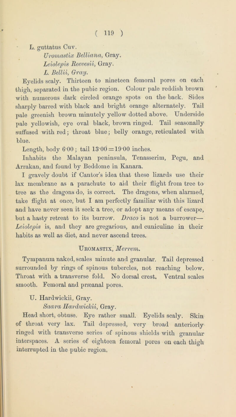 L. guttatus Cuv. Uromastix Belliana, Gray. Leiolepis Reevesii, Gray. L, Bella, Gray, Eyelids scaly. Thirteen to nineteen femoral pores on each thigh, separated in the pubic region. Colour pale reddish brown with numerous dark circled orange spots on the back. Sides sharply barred with black and bright orange alternately. Tail pale greenish brown minutely yellow dotted above. Underside pale yellowish, eye oval black, brown ringed. Tail seasonally suffused with red; throat blue; belly orange, reticulated with blue. Length, body 6'00 ; tail 13’00 = 19’00 inches. Inhabits the Malayan peninsula, Tenasserim, Pegu, and Arrakan, and found by Beddome in Kanara. I gravely doubt if Cantor s idea that these lizards use their lax membrane as a parachute to aid their flight from tree to tree as the dragons do, is correct. The dragons, when alarmed, take flight at once, but I am perfectly familiar with this lizard and have never seen it seek a tree, or adopt any means of escape, but a hasty retreat to its burrow. Draco is not a borrower— Leiolepis is, and they are gregarious, and cuniculine in their habits as well as diet, and never ascend trees. Uromastix, Merrem. Tympanum naked, scales minute and granular. Tail depressed surrounded by rings of spinous tubercles, not reaching below. Throat with a transverse fold. No dorsal crest. Ventral scales smooth. Femoral and prseanal pores. U. Hardwickii, Gray. Saara HardwickU, Gray. Head short, obtuse. Eye rather small. Eyelids scaly. Skin of throat very lax. Tail depressed, very broad anteriorly ringed with transverse series of spinous shields with granular interspaces. A series of eighteen femoral pores on each thigh interrupted in the pubic region.