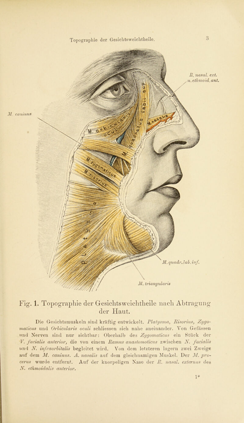 Fig. 1. Topographie cler Gesichtsweichtheile nach Abtragung der Haut. Die Gesichtsmuskeln sind kräftig entwickelt. Platysma, Risorius, Zygo- rnaticus und Orbicularis oculi schliessen sich nahe aneinander. Von Gefässen und Nerven sind nur sichtbar: Oberhalb des Zygoinaticus ein Stück der V. facialis anterior, die von einem Ramus anastomoticus zwischen N. facialis und N. infraorbitalis begleitet wird. Von dem letzteren lagern zwei Zweige auf dem Al. caninus. A. nasalis auf dem gleichnamigen Muskel. Der AL pro- cerus wurde entfernt. Auf der knorpeligen Nase der R. nasal, externus des N. ethmoiclalis anterior.