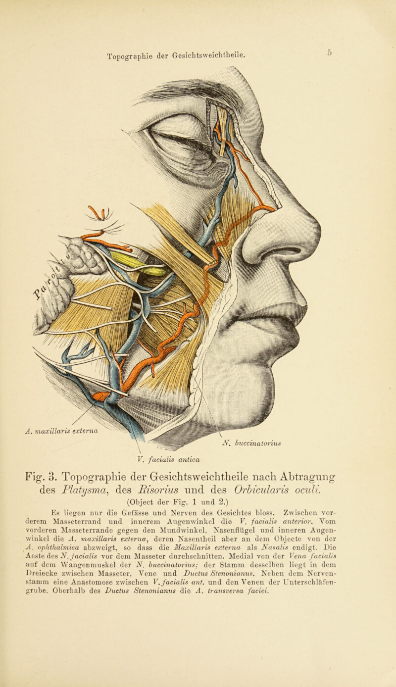 V. facialis antica Fig. 3. Topographie der Gesichtsweichtheile nach Abtragung des Platysma, des Pisorius und des Orbicularis oculi. (Object der Fig. 1 und 2.) Es liegen nur die Gefässe und Nerven des Gesichtes bloss. Zwischen vor- derem Masseterrand und innerem Augenwinkel die V. facialis anterior. Vom vorderen Masseterrande gegen den Mundwinkel, Nasenflügel und inneren Augen- winkel die A. maxillaris externa, deren Nasentheil aber an dem Objecte von der A. ophthalmica abzweigt, so dass die Maxillaris externa als JSasalis endigt. Die Aeste des N. facialis vor dem Masseter durchschnitten. Medial von der Vena facialis auf dem Wangenmuskel der N. buccinatorius; der Stamm desselben liegt, in dem Dreiecke zwischen Masseter. Vene und Ductus Stenonianus. Neben dem Nerven- stamm eine Anastomose zwischen V. facialis ant. und den Venen der Unterschläfen- grube. Oberhalb des Ductus Stenonianus die A. transversa faciei.