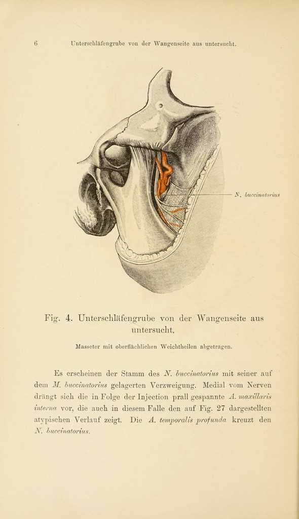 Atlas der topographischen Anatomie des Menschen / von E