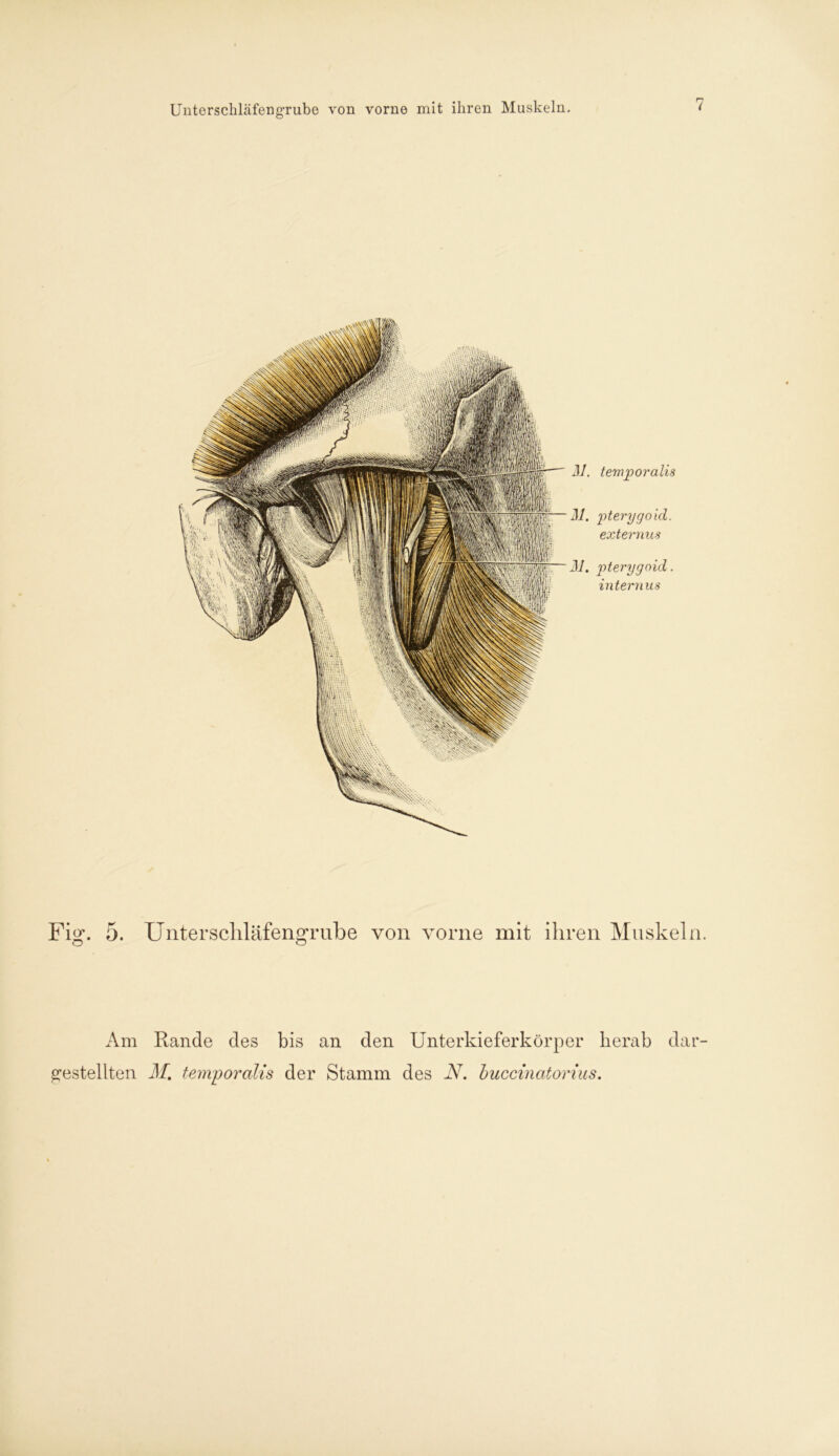 Unterschläfeng-rube von vorne mit ihren Muskeln. M. temporalis M. pterygoid. externus M. pterygoid. internus Fitf*. 5. Unterschläfengrube von vorne mit ihren Muskeln. o o Am Rande des bis an den Unterkieferkörper herab dar- gestellten M. temporalis der Stamm des N. buccinatorius.