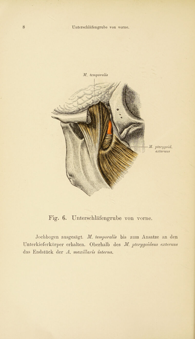 M. temporalis Jf. pterygoid. externus Fig. 6. Unterschläfengrube von vorne. Jochbogen ausgesägt. M. temporalis bis zum Ansätze an den Unterkieferkürper erhalten. Oberhalb des M. pterygoideus externus das Endstück der A. maxillaris interna.