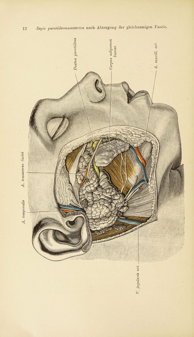 . temporalis A. transversa faciei der gleichnamigen Fascie.