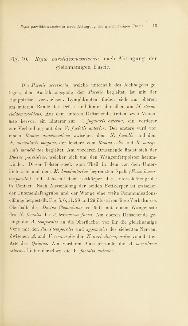Regio parotideomasseterica nach Abtragung- der gleichnamigen Fascie. Fig. 10. Regio parotideomasseterica nach Abtragung* der Gleichnamigen Fascie. O O Die Parotis accessoria, welche unterhalb des Jochbogens ge- legen, den Ausführungsgang der Parotis begleitet, ist mit der Hauptdrüse verwachsen. Lymphknoten finden sich am oberen, am unteren Rande der Drüse und hinter derselben am M. sterno- cleidomastoideus. Aus dem unteren Drüsenende treten zwei Venen- äste hervor, ein hinterer zur V. jugularis externa, ein vorderer zur Verbindung mit der V. facialis anterior. Der erstere wird von einem Pamus anastomoticus zwischen dem Ar. facialis und dem N. auricularis magnus, der letztere vom Pamus colli und P. margi- nalis mandibulae begleitet. Am vorderen Drüsenende findet sich der Ductus parotideus, welcher sich um den Wangenfettpolster herum- windet. Dieser Polster steckt zum Theil in dem von dem Unter- kieferaste und dem M. buccinatorius begrenzten Spalt (Fossa bucco- temporalis) und steht mit dem Fettkörper der Unterschläfengrube in Contact. Nach Ausschälung der beiden Fettkörper ist zwischen der Unterschläfengrube und der Wange eine weite Communications- öffnung hergestellt. Fig. 5, 6,11, 28 und 29 illustriren diese Verhältnisse. Oberhalb des Ductus Stenonianus verläuft mit einem Wan a'enaste des iV. facialis die A. transversa faciei. Am oberen Drüsenende ge- langt die A. temporalis an die Oberfläche; vor ihr die gleichnamige Vene mit den Dann temporales und zygomatici des siebenten Nerven. Zwischen A. und V. temjporalis der N. auriculotemporalis vom dritten Aste des Quintus. Am vorderen Masseterrande die A. maxillaris externa, hinter derselben die V. facialis anterior.