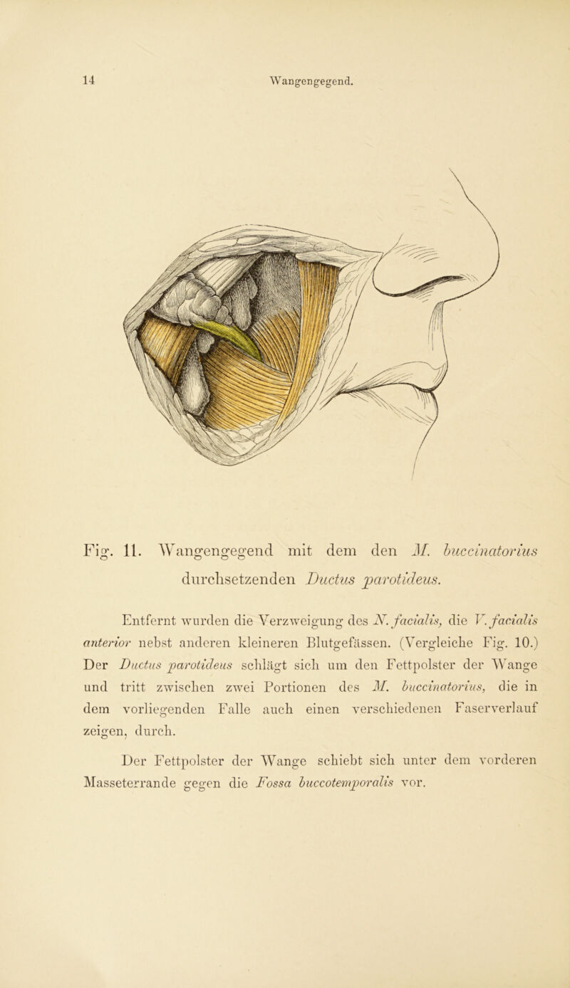 Fig*. 11. Wangengegend mit dem den M. buccinatorius o o o o durchsetzenden Ductus parotideus. Entfernt wurden die Verzweigung des N. facialis, die V. facialis anterior nebst anderen kleineren Blutgefässen. (Vergleiche Fig. 10.) Der Ductus parotideus schlägt sich um den Fettpolster der Wange und tritt zwischen zwei Portionen des M. buccinatorius, die in dem vorliegenden Falle auch einen verschiedenen Faser verlauf zeigen, durch. O 1 Der Fettpolster der Wange schiebt sich unter dem vorderen Masseterrande gegen die Fossa buccotemporalis vor.