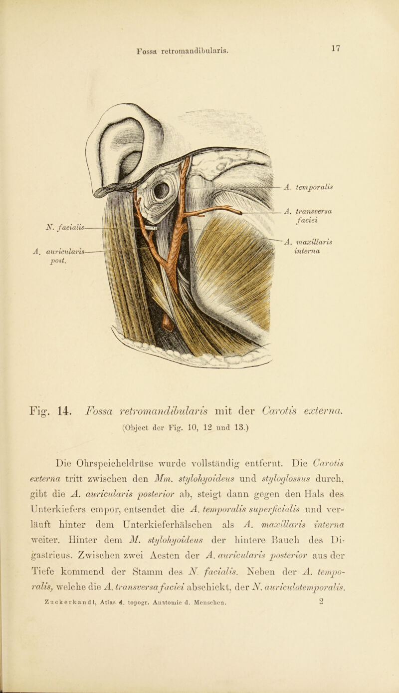 teviporalis transversa faciei 4. maxillaris interna N. facialis auricularis post, Fossa retvomandibularis mit der Carotis externa. (Object der Fig\ 10, 12 und 13.) Die Ohrspeicheldrüse wurde vollständig' entfernt. Die Carotis externa tritt zwischen den Mm. stylohyoideus und styloglossus durch, gibt die A. auricularis posterior ab, steigt dann gegen den Hals des Unterkiefers empor, entsendet die A. temporalis superficialis und ver- läuft hinter dem Unterkieferhälschen als A. maxillaris interna weiter. Hinter dem M. stylohyoideus der hintere Bauch des Di* gastricus. Zwischen zwei Aesten der A. auricularis posterior aus der Tiefe kommend der Stamm des N. facialis. Neben der A. tempo- ralis, welche die A. transversa faciei abschickt, der N. auriculotemporalis. Z ck e rkan d 1, Atlas d. topogr. Anatomie d. Menschen. 2