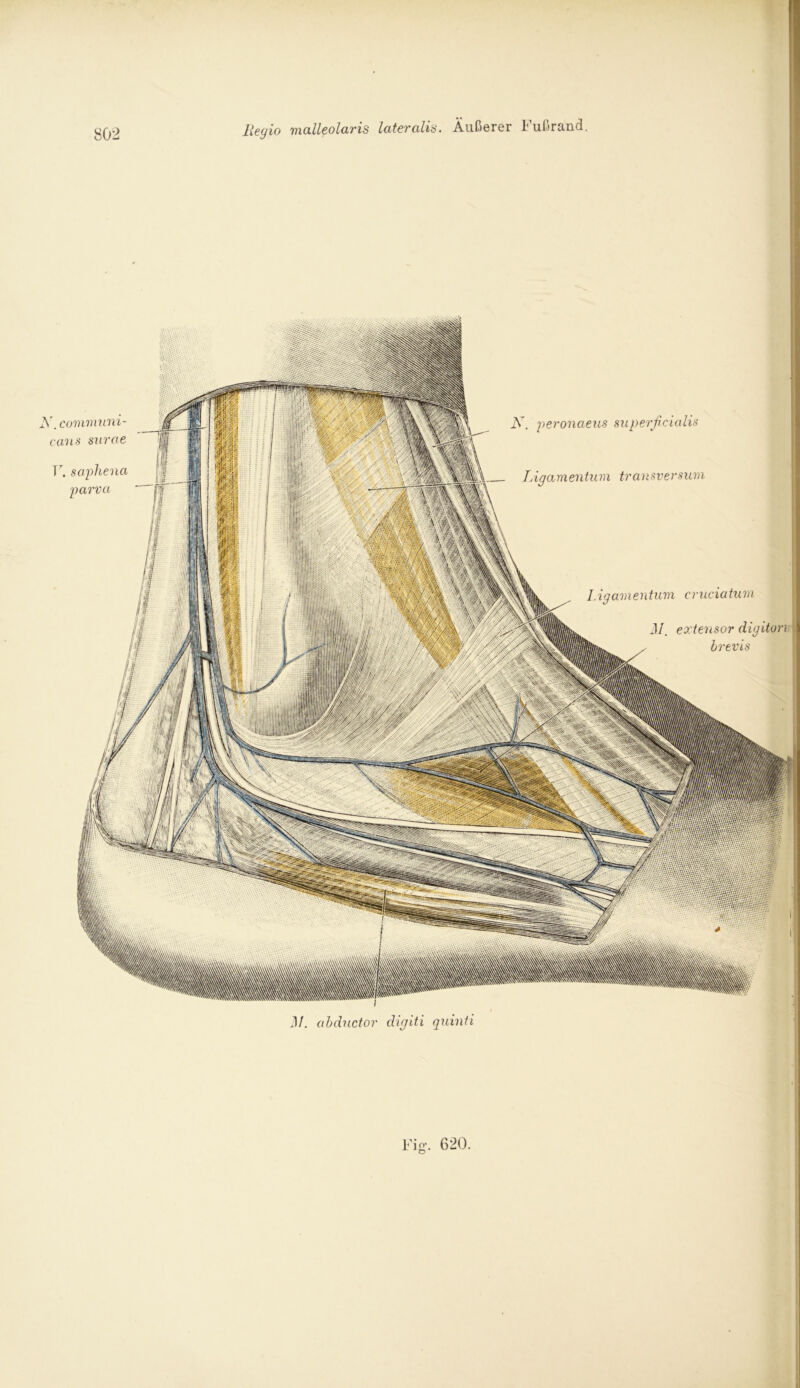 Regio malleolaris lateralis. Äußerer Fußrand. .communi- cans snrae V. saphena parva K. peronaeus superficialis Ligamentum transversum Ligamentum cruciatum 3/. extensor digiton brevis M. abductor digiti quinti Fig-, 620.