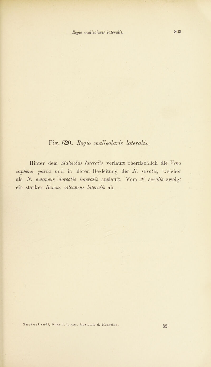 Fig\ 620. Begio malleolaris lateralis. Hinter dem Malleolus lateralis verläuft oberflächlich die J ena saphena parva und in deren Begleitung der N. suralis, welcher als N. cutaneus dorsalis lateralis ausläuft. Vom N. suralis zweigt ein starker Barnus calcaneus lateralis ab. Zuckerkandl, Atlas d. topogr. Anatomie d. Menschen. 52