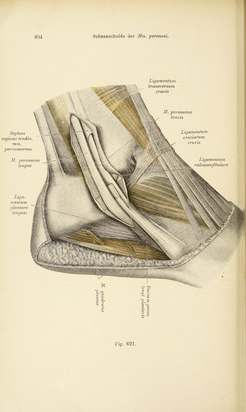 v Septum aginae tendin. mm. peronaeorum 31. peronaeus longus Liga- mentum plantare longum 31. peronaeus brevis Ligamentum cruciatum cruris Ligamentum calcaneoßbulare Ligamentum transversum cruris s C6 a hs 3 » 'S O •— Cc •