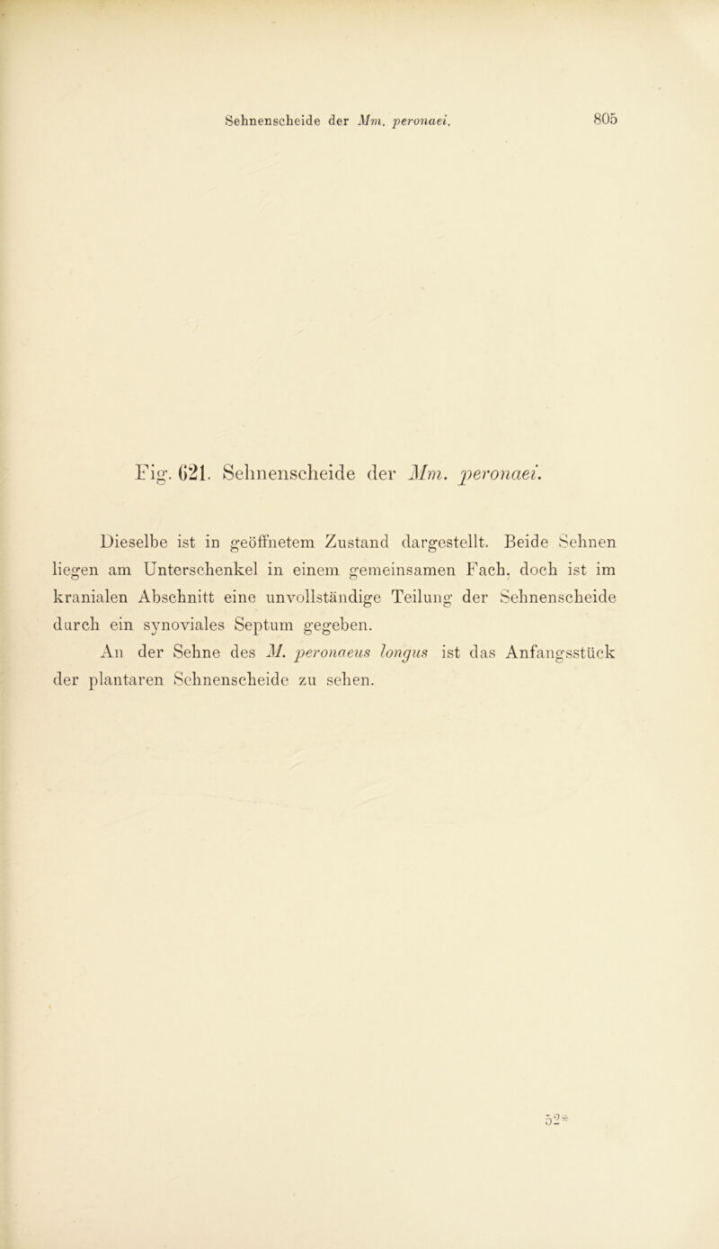 Fig. 621. Sehnenscheide der Mm. 'peronaei. Dieselbe ist in geöffnetem Zustand dargestellt. Beide Sehnen liefen am Unterschenkel in einem £remeinsamen Fach, doch ist im o o 1 kranialen Abschnitt eine unvollständige Teilung der Sehnenscheide durch ein synoviales Septum gegeben. An der Sehne des M. peronaeus longus ist das Anfangsstück der plantaren Sehnenscheide zu sehen.