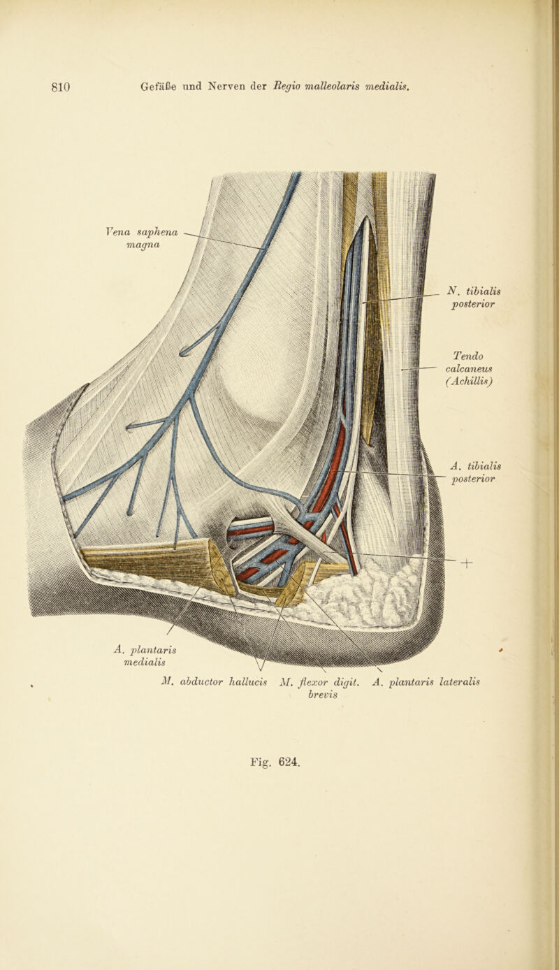 N. tibialis posterior Tendo calcaneus (Achillis) A. tibialis posterior A. plantaris medialis M. abductor hallucis Vena saphena magna M. flexor digit. brevis \ A. plantaris lateralis