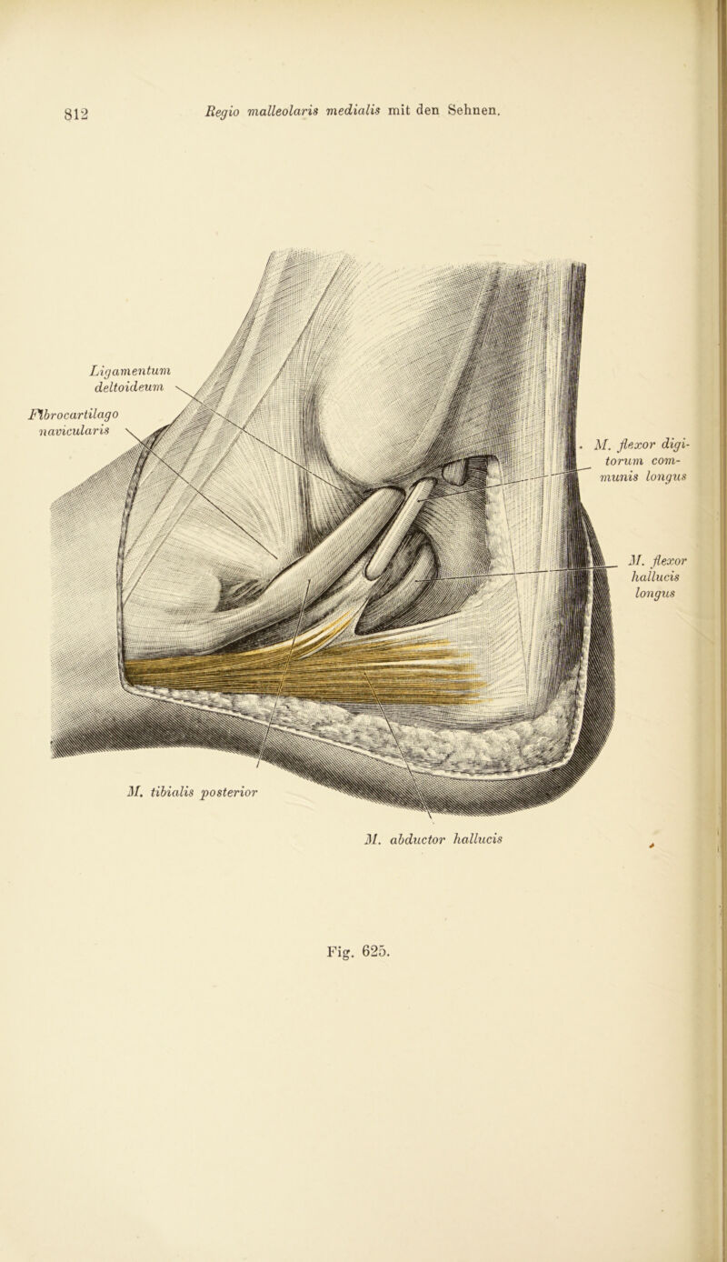 M. flexor digi- torum com- munis longus 31. flexor hallucis longus Ligamentum deltoideum Flbrocariilago navicularis 31. tibialis 'posterior 31. abductor hallucis ||