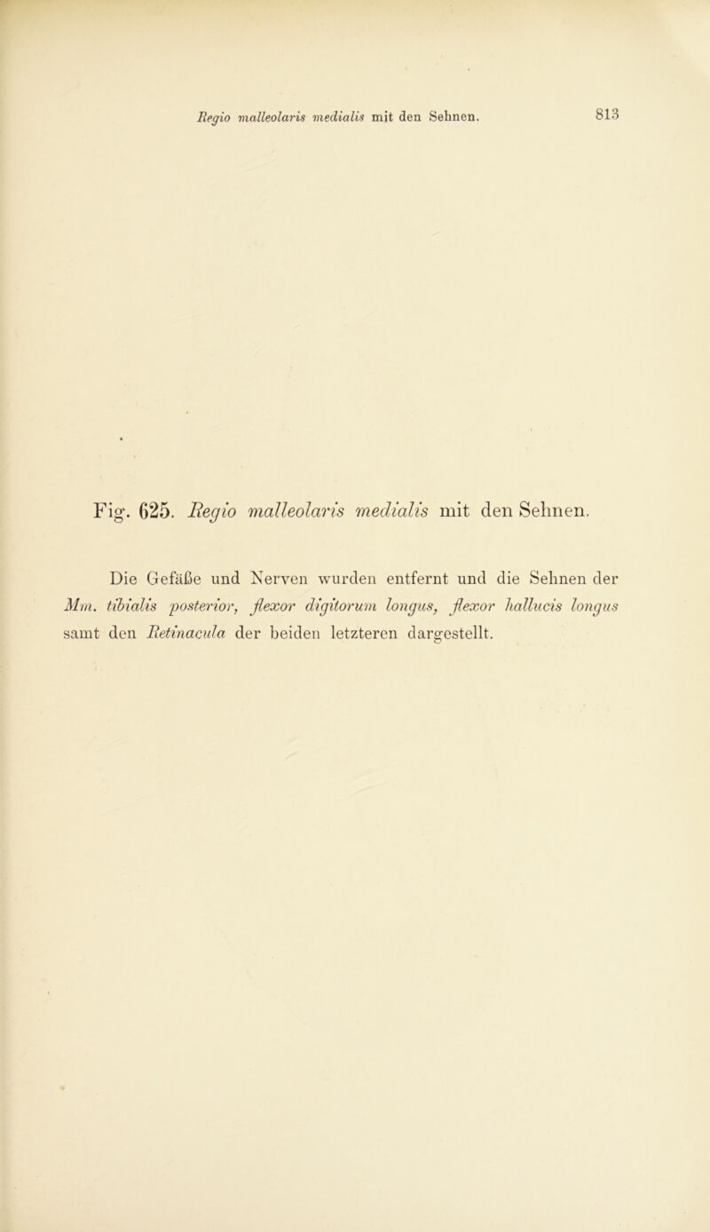 Fig. 625. Regio malleolaris medialis mit den Seimen. Die Gefäße und Nerven wurden entfernt und die Sehnen der Mm. tibialis posterior, flexor digiiorum longus, flexor liallucis longus samt den Betmacula der beiden letzteren dar^estellt.
