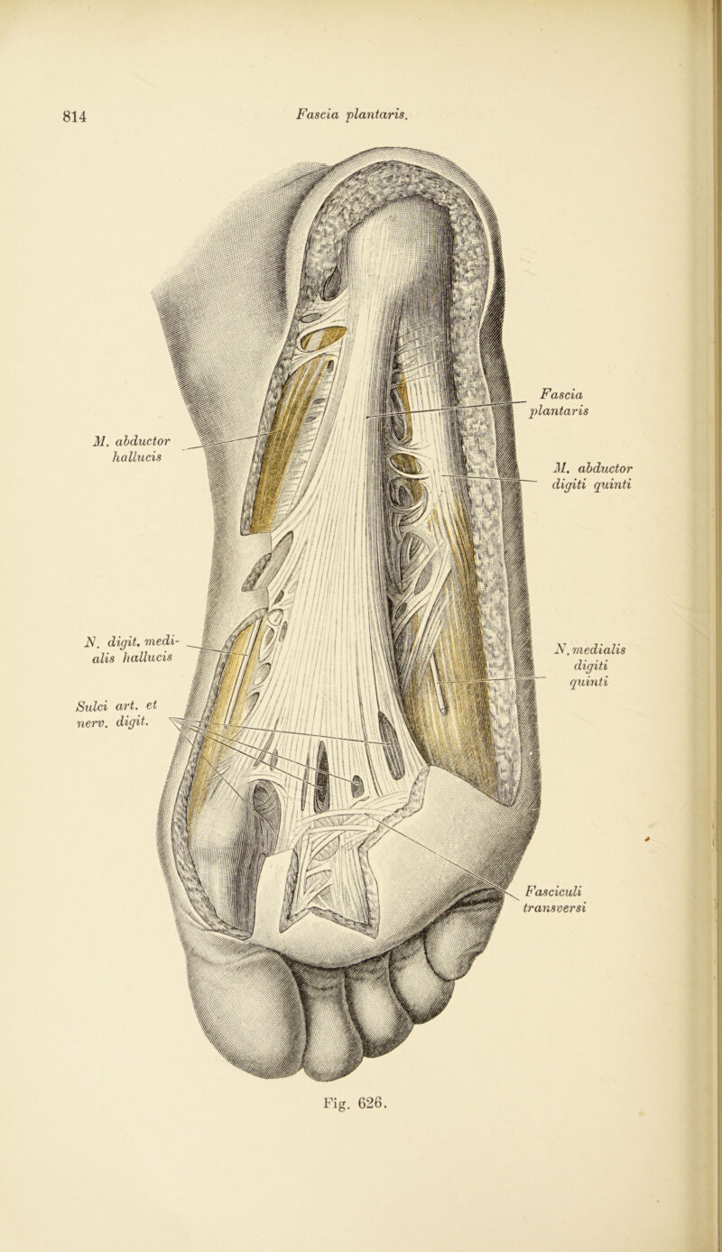 F. digit. raedi alis hallucis Sulci art. et nerv, digit. 21. abductor hallucis N. medialis digiti quinti Fascia plantaris 21. abductor digiti quinti Fasciculi transversi lS 626