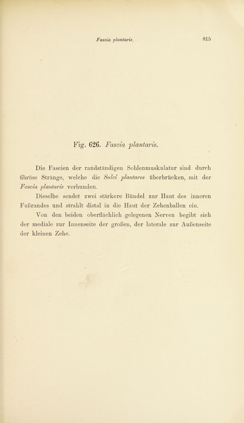 Fig*. 626. Fascia plantaris. # Die Fascien der randständigen Sohlenmuskulatur sind durch fibröse Stränge, welche die Sulci plantares überbrücken, mit der Fascia plantaris verbunden. Dieselbe sendet zwei stärkere Bündel zur Haut des inneren Fußrandes und strahlt distal in die Haut der Zehenballen ein. Von den beiden oberflächlich gelegenen Nerven begibt sich der mediale zur Innenseite der großen, der laterale zur Außenseite der kleinen Zehe.