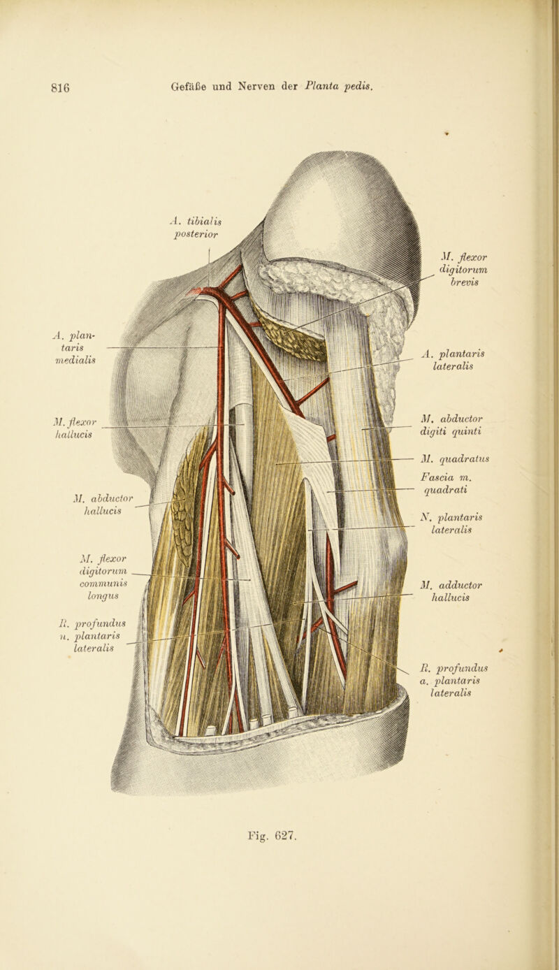 31. flexor digitorum brems A. plan- taris medialis A. plantaris lateralis M. abductor digiti quinti 31. quadratus Fascia m. quadrati N. plantaris lateralis 31. adductor hallucis B. profundus a. plantaris lateralis 31. flexor hallucis 31. abductor hallucis M. flexor digitorum communis longus R. profundus u. plantaris lateralis A. tibialis posterior