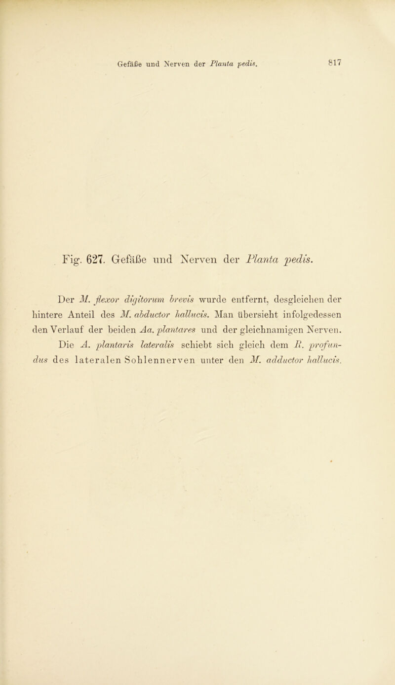 . Fig. 627. Gefäße und Nerven der Planta gpedis. Der M. flexor digitorum brevis wurde entfernt, desgleichen der hintere Anteil des M. abductor hallucis. Man übersieht infolgedessen den Verlauf der beiden Aa.'plantares und der gleichnamigen Nerven. Die A. plantaris lateralis schiebt sich gleich dem B. profun- dus des lateralen Sohlennerven unter den M. adductor hallucis.