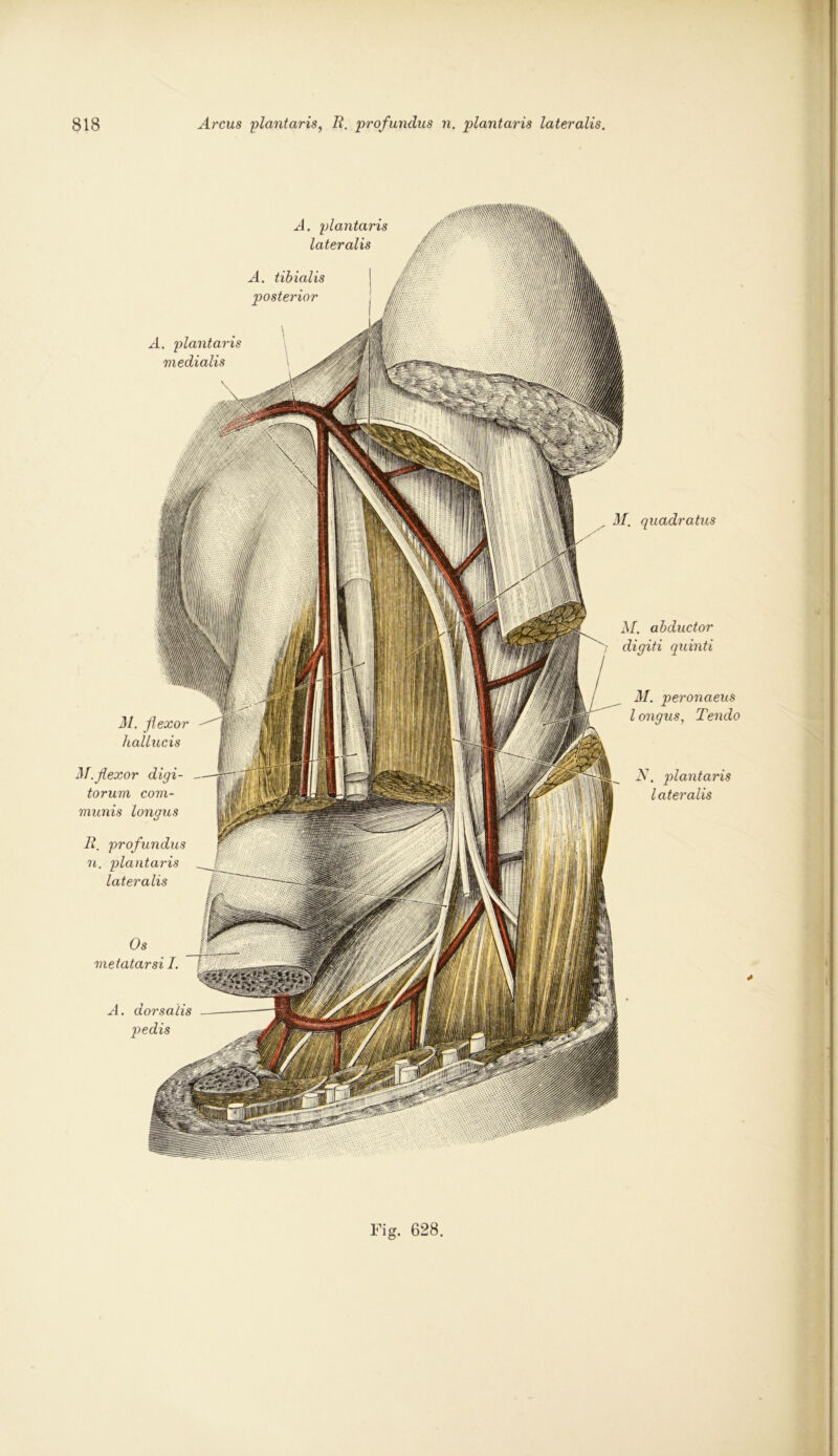 31. quadratus A. plantaris medialis 31. ßexor hallucis 31.ßexor digi- torum com- munis longus B. profundus n. plantaris lateralis Os metatarsi I. M. abductor digiti quinti 31. peronaeus l cmgus, Tendo N. plantaris lateralis A. plantaris lateralis A. tibialis posterior A. dorsalis pedis