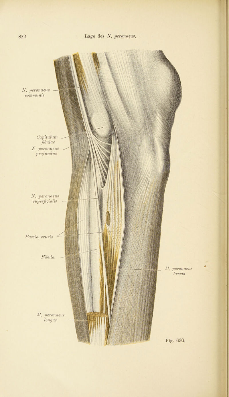K. peronaeus communis Capitulum fibulae N. peronaeus profundus N. peronaeus superficialis Fascia cruris Fibula 31. j)eronaeus longus 31. peronaeus brevis