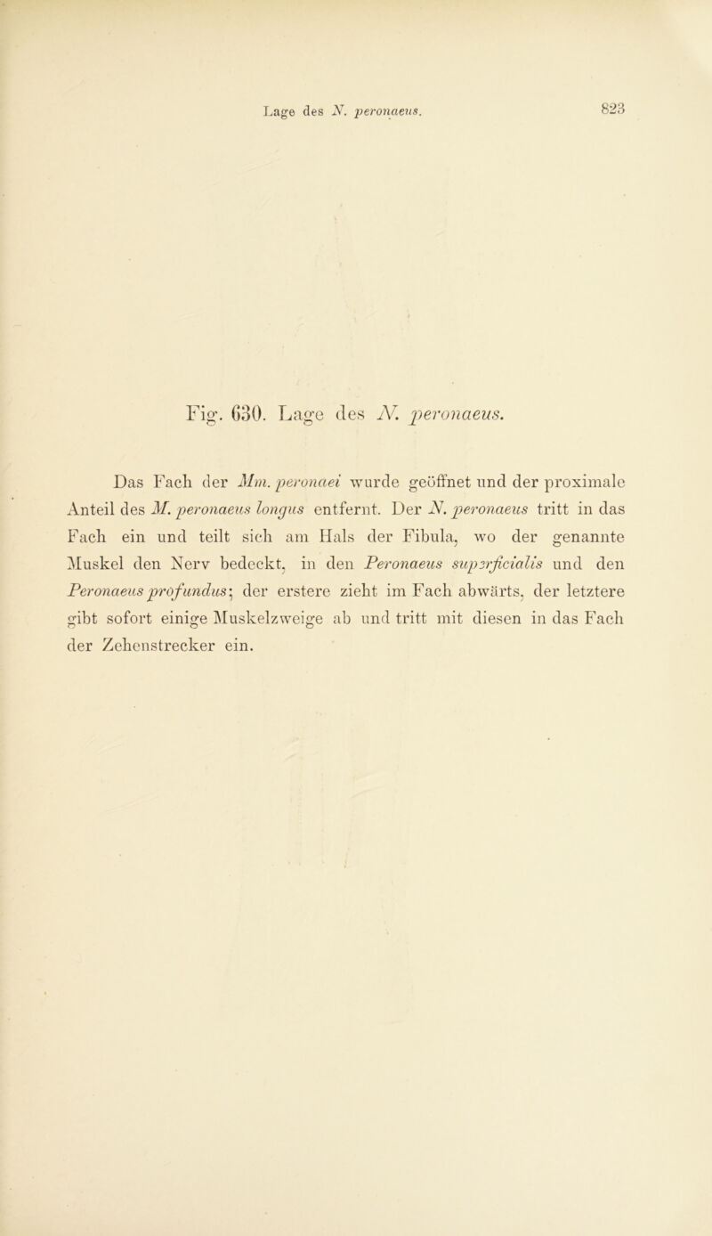 Fig. 630. Lage des JV. peronaeus. Das Fach der Mm. peronaei wurde geöffnet und der proximale Anteil des M. peronaeus longus entfernt. Der N, peronaeus tritt in das Fach ein und teilt sich am Hals der Fibula, wo der genannte Muskel den Nerv bedeckt, in den Peronaeus supyrfieialis und den Peronaeus profundus\ der erstere zieht im Fach abwärts, der letztere gibt sofort einige Muskelzweige ab und tritt mit diesen in das Fach der Zehenstrecker ein.
