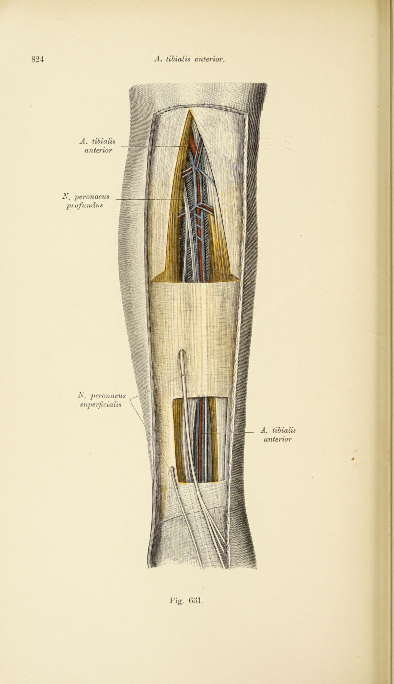 A. tibialis anterior N. peronaeus profundus -A. peronaeus superficialis A. tibialis anterior * 631.