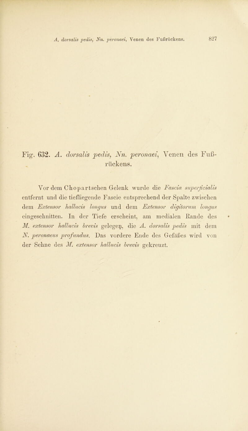 A. dorsalis pedis, Nn. peronaei, Venen des Fußrückens. Fig. Go2. A. dorsalis pedis, Nn. peronaei, Venen des Fuß- rückens. Vor dem Chopartsehen Gelenk wurde die Fascia superficialis entfernt und die tiefliegende Fascie entsprechend der Spalte zwischen dem Extensor hallucis loncjus und dem Extensor digitorum longus eingeschnitten. In der Tiefe erscheint, am medialen Rande des M. extensor hallucis hrevis gelegen, die A. dorsalis pedis mit dem N. peronaeus profundus. Das vordere Ende des Gefäßes wird von der Sehne des M. extensor hallucis hrevis gekreuzt.