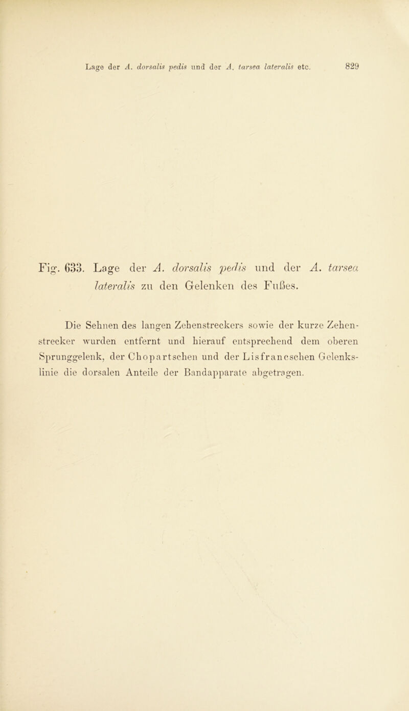 Fig. 633. Lage der A. dorsalis pedis und der A. tarsea lateralis zu den Gelenken des Fußes. Die Sehnen des langen Zehenstreckers sowie der kurze Zehen- Strecker wurden entfernt und hierauf entsprechend dem oberen Sprunggelenk, der Chopart sehen und der Lis fr an eschen Gelenks- linie die dorsalen Anteile der Bandapparate abgetragen.